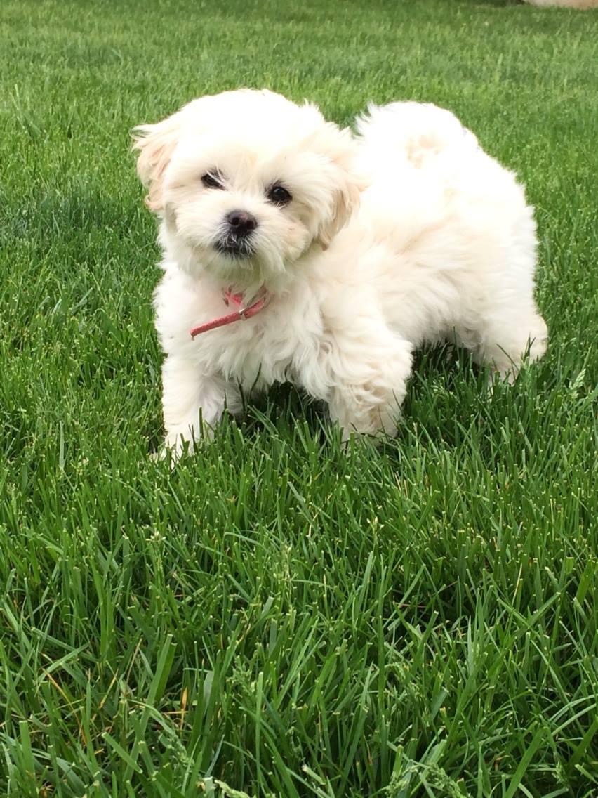 Groomer Has It pet salon and spa Englishtown