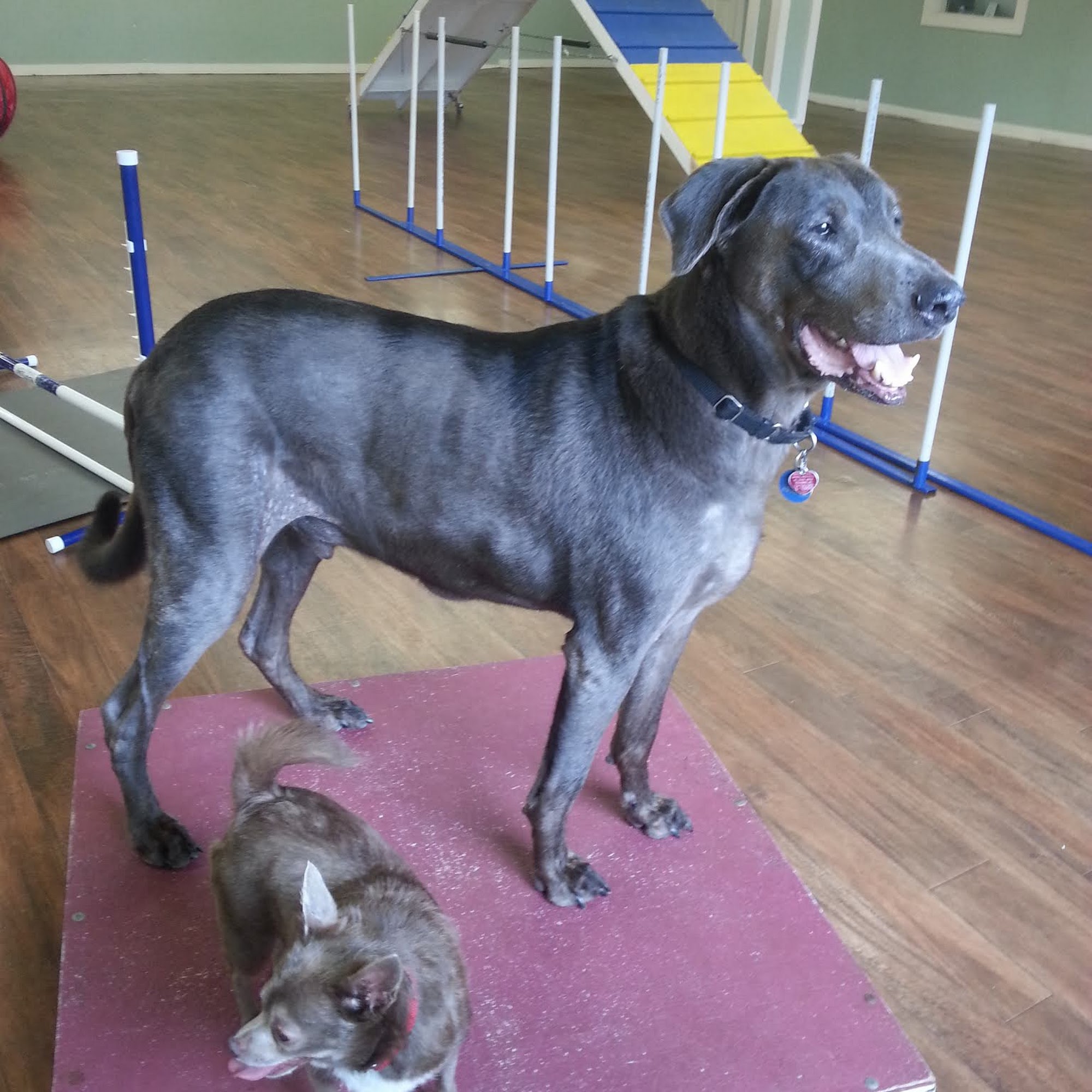 Marlton Animal Hospital Evesham