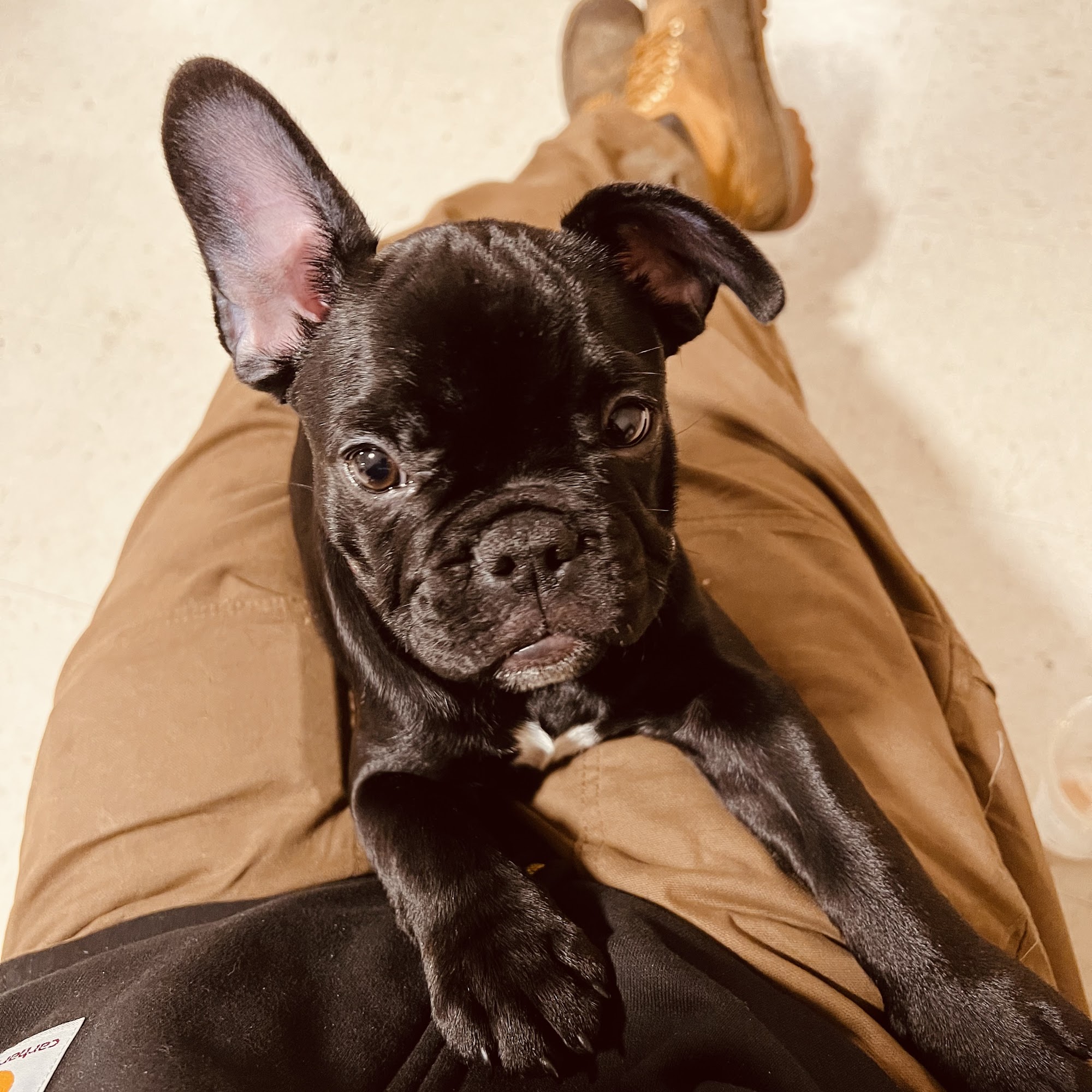 Jeffrey B. Bell, MS, VMD Evesham