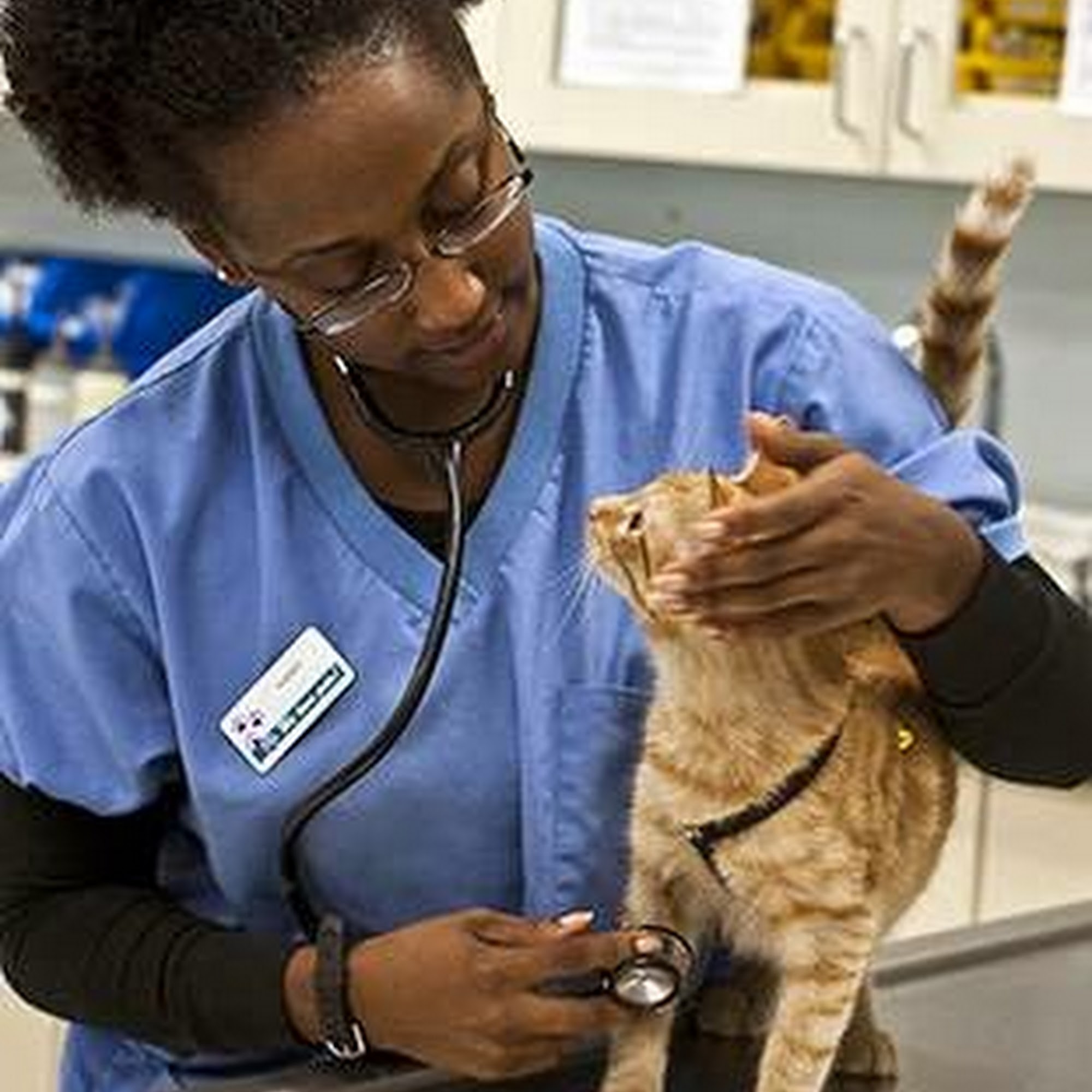 West Trenton Animal Hospital Ewing