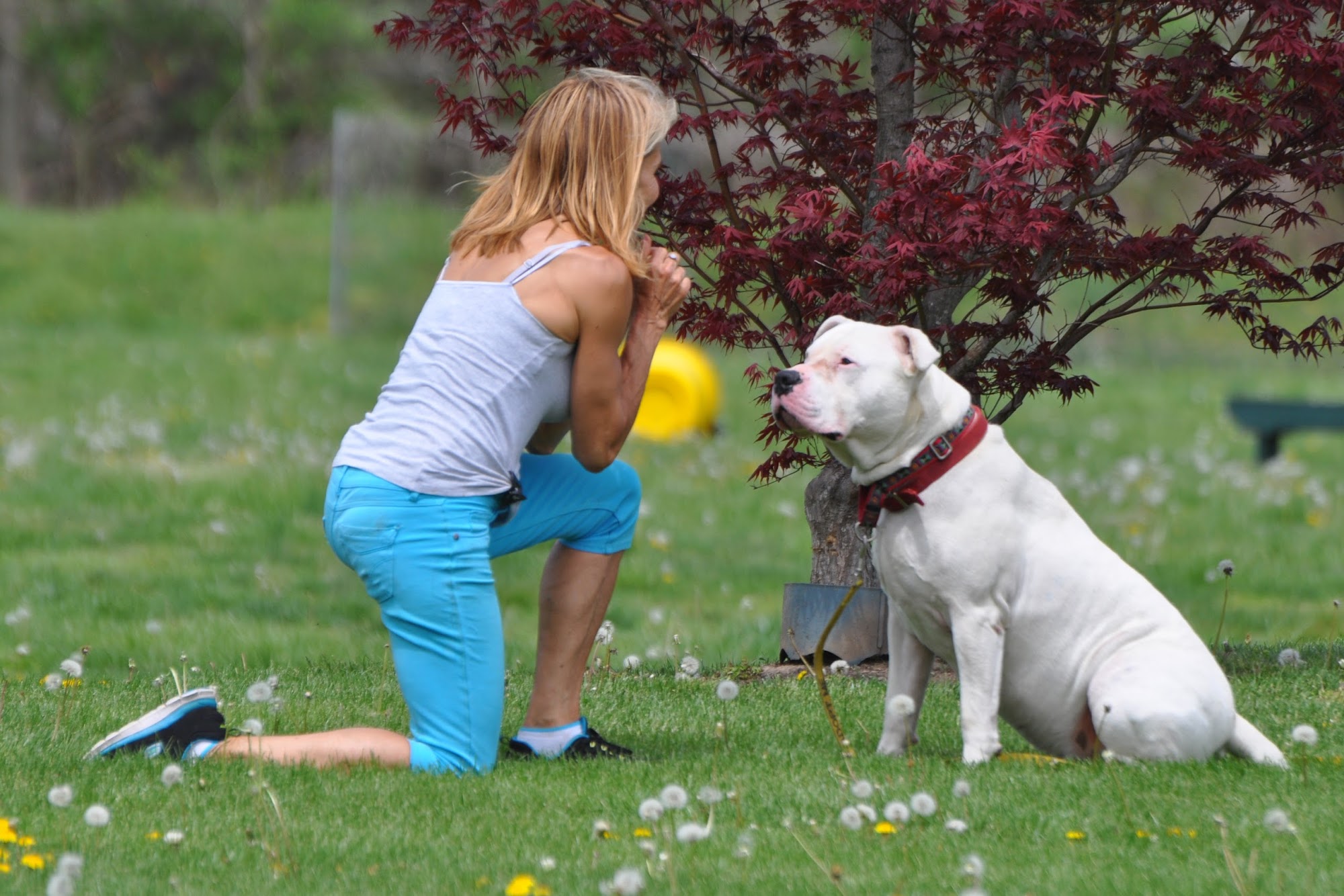 EASEL Animal Rescue League, Shelter, & Pet Adoptions Ewing