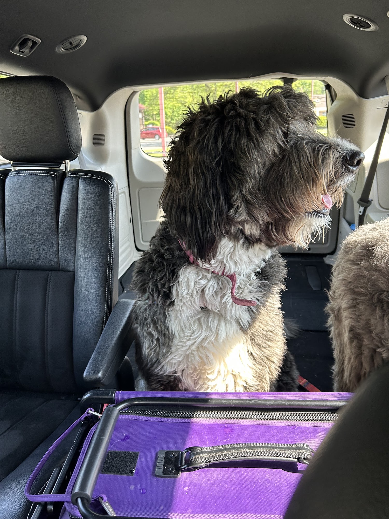 Dog Wash Depot Ewing