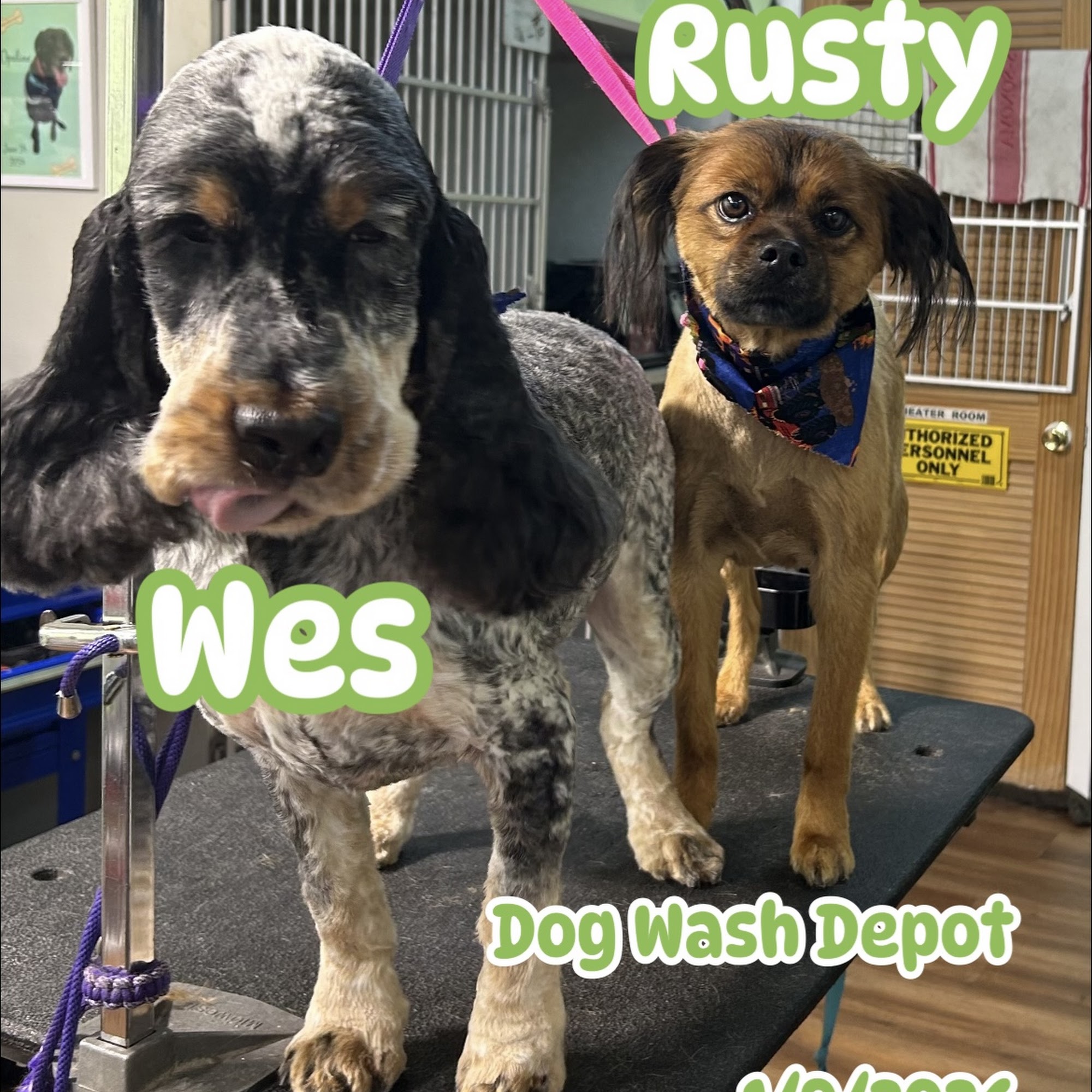 Dog Wash Depot Ewing