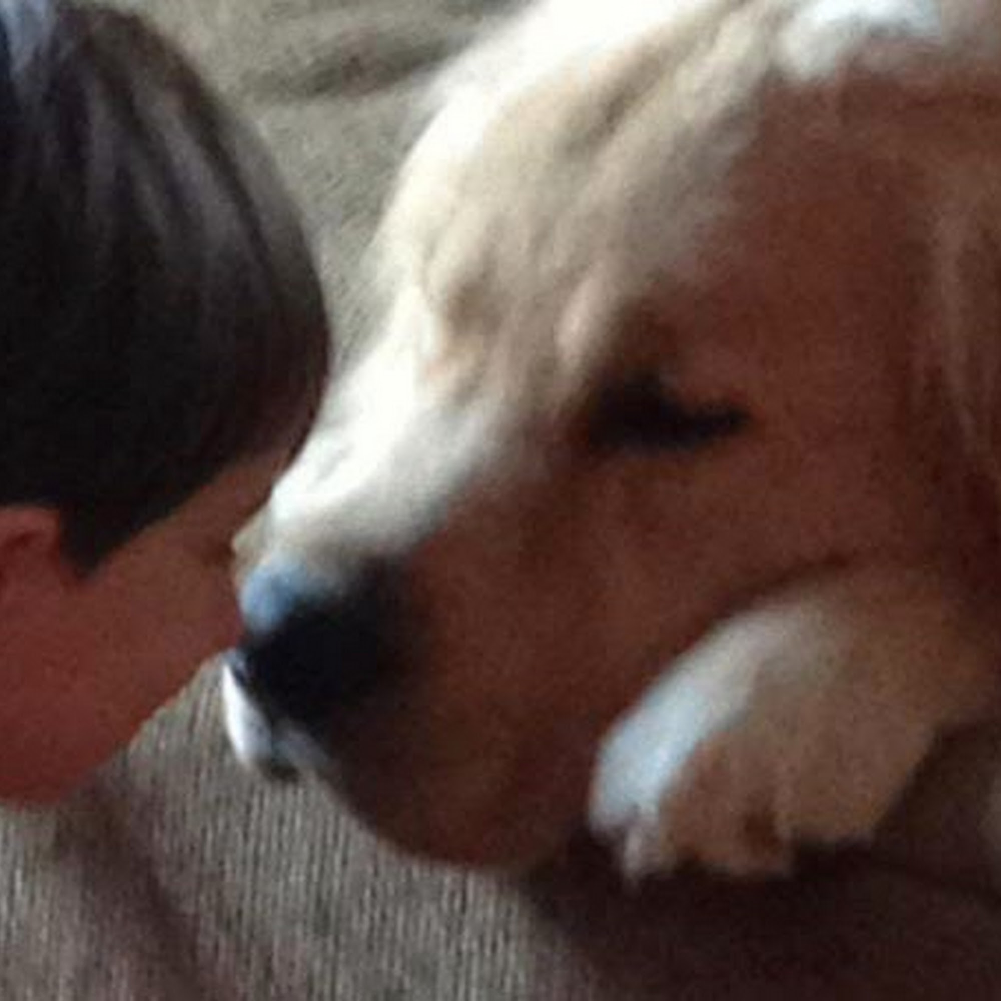 Mosaic Animal Health Center Fair Haven Fair Haven