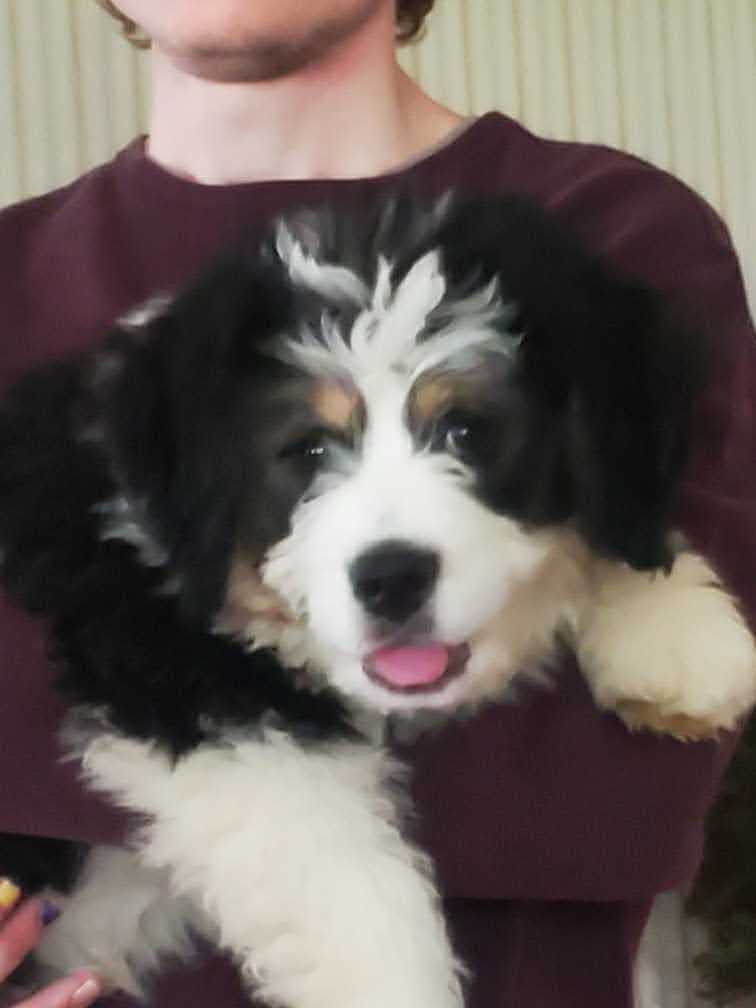 Two Rivers Animal Hospital Fair Haven