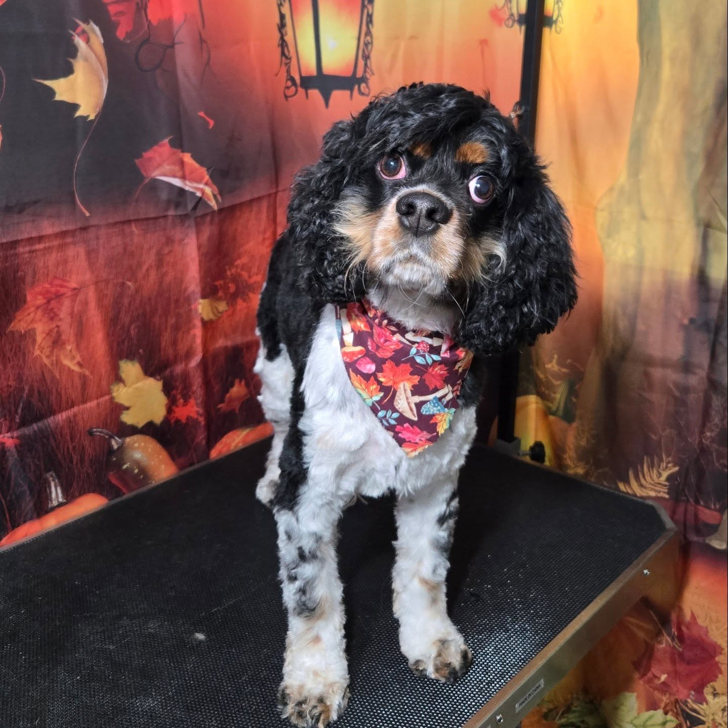 Medican.Paws Fair Lawn