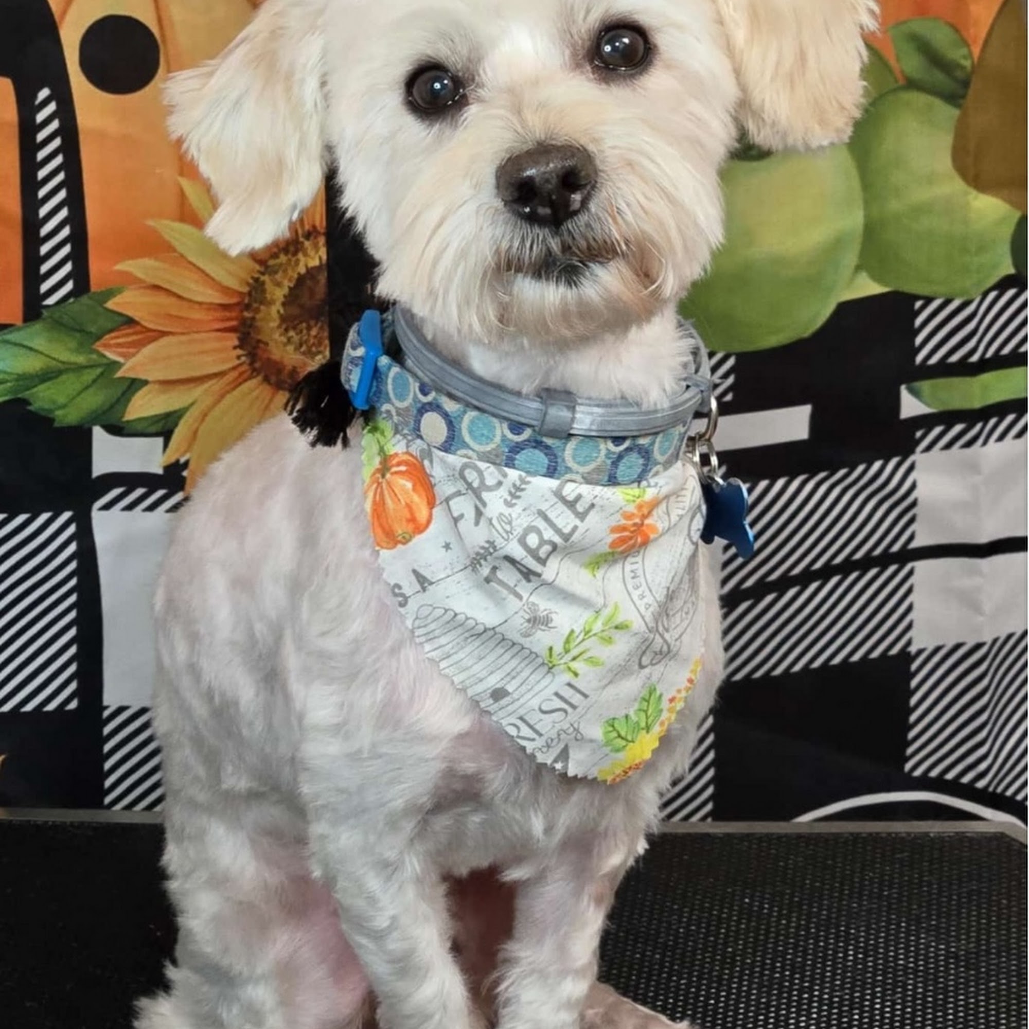 Medican.Paws Fair Lawn