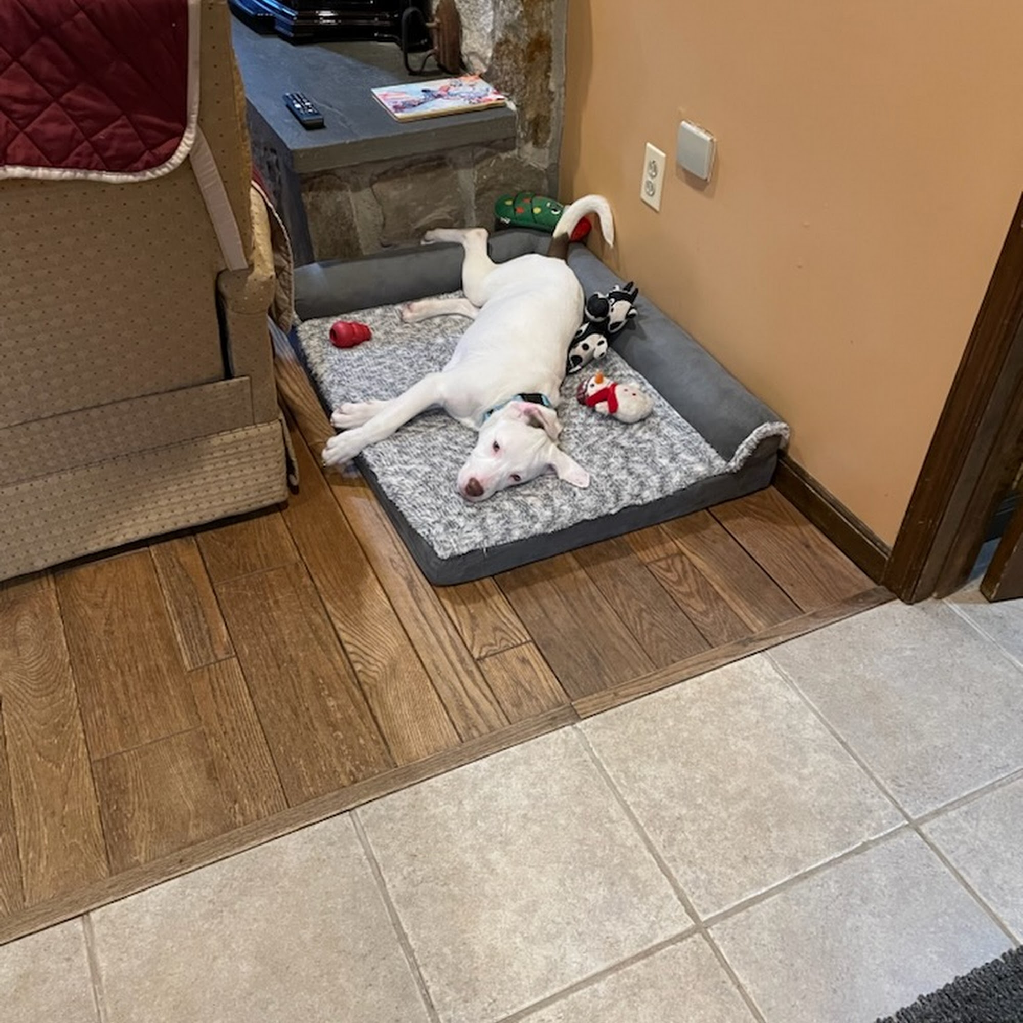 Top Dog Day Camp Flanders