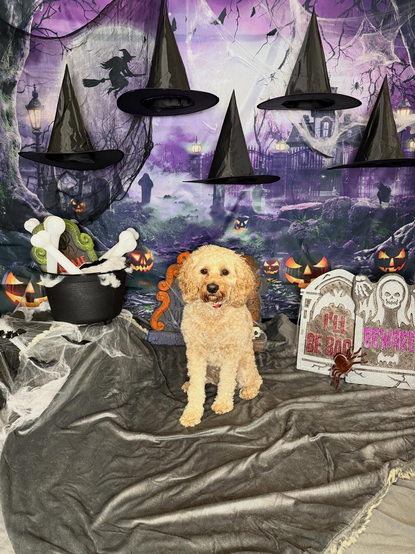 Top Dog Day Camp Flanders