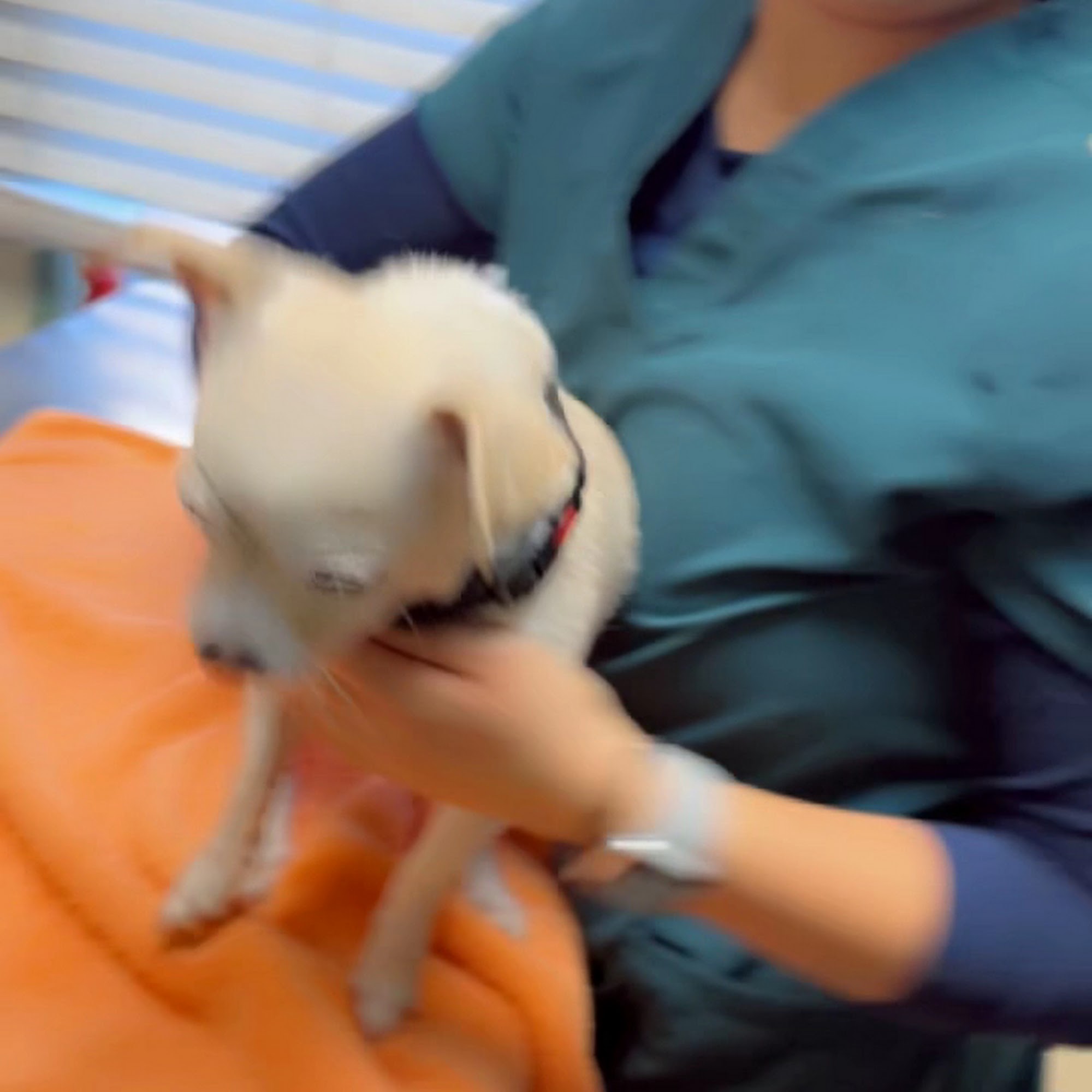 Voorhees Corner Vet Clinic Flemington