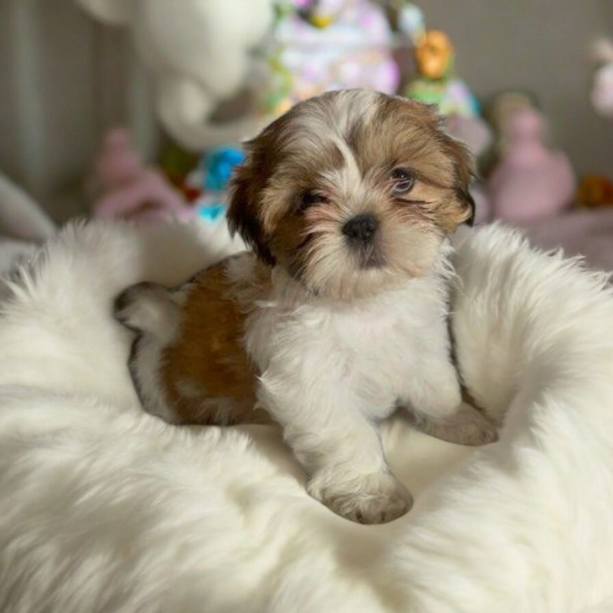 Top Dog Grooming and Express Wash Flemington