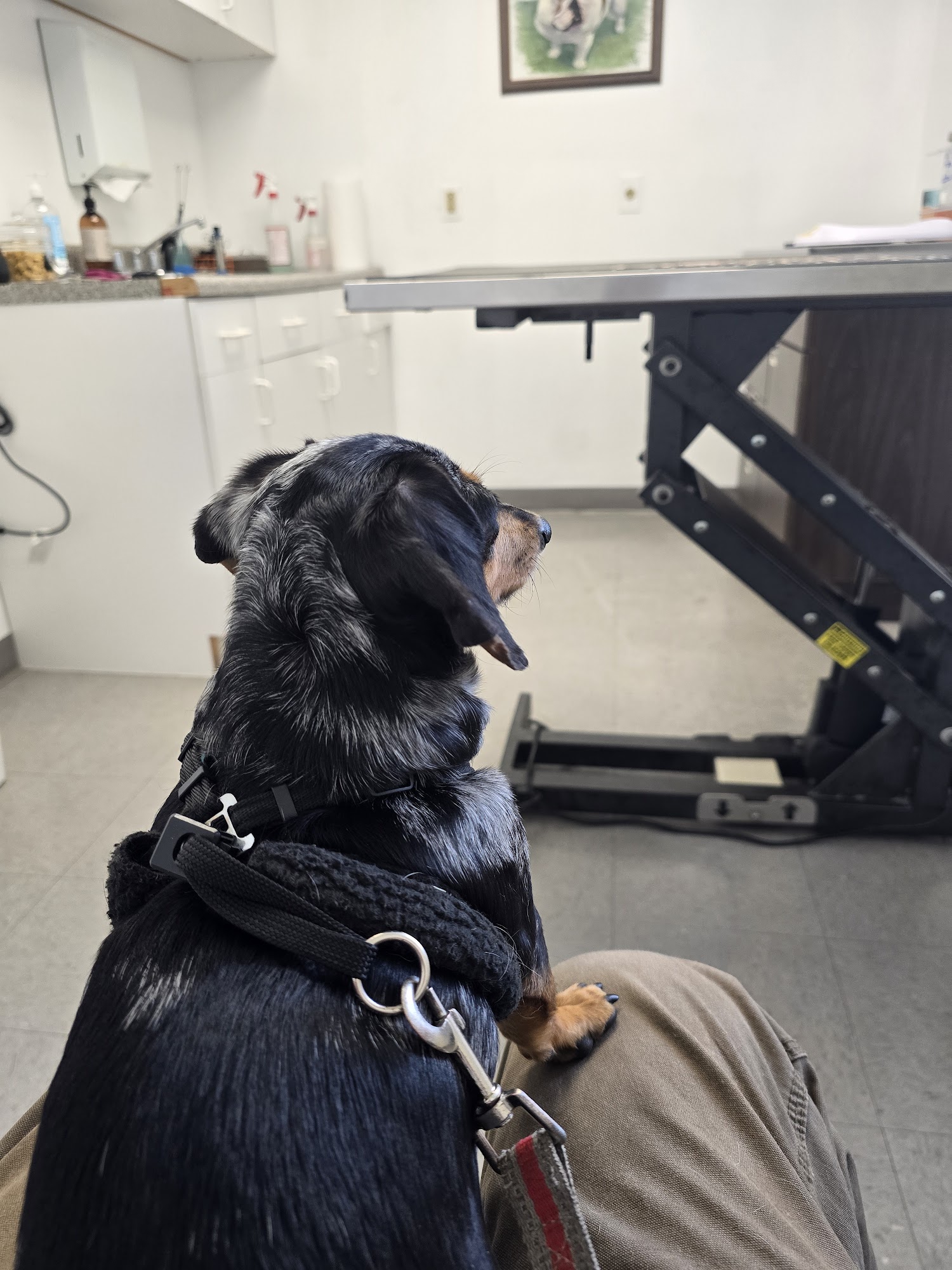 Locktown Veterinary Flemington