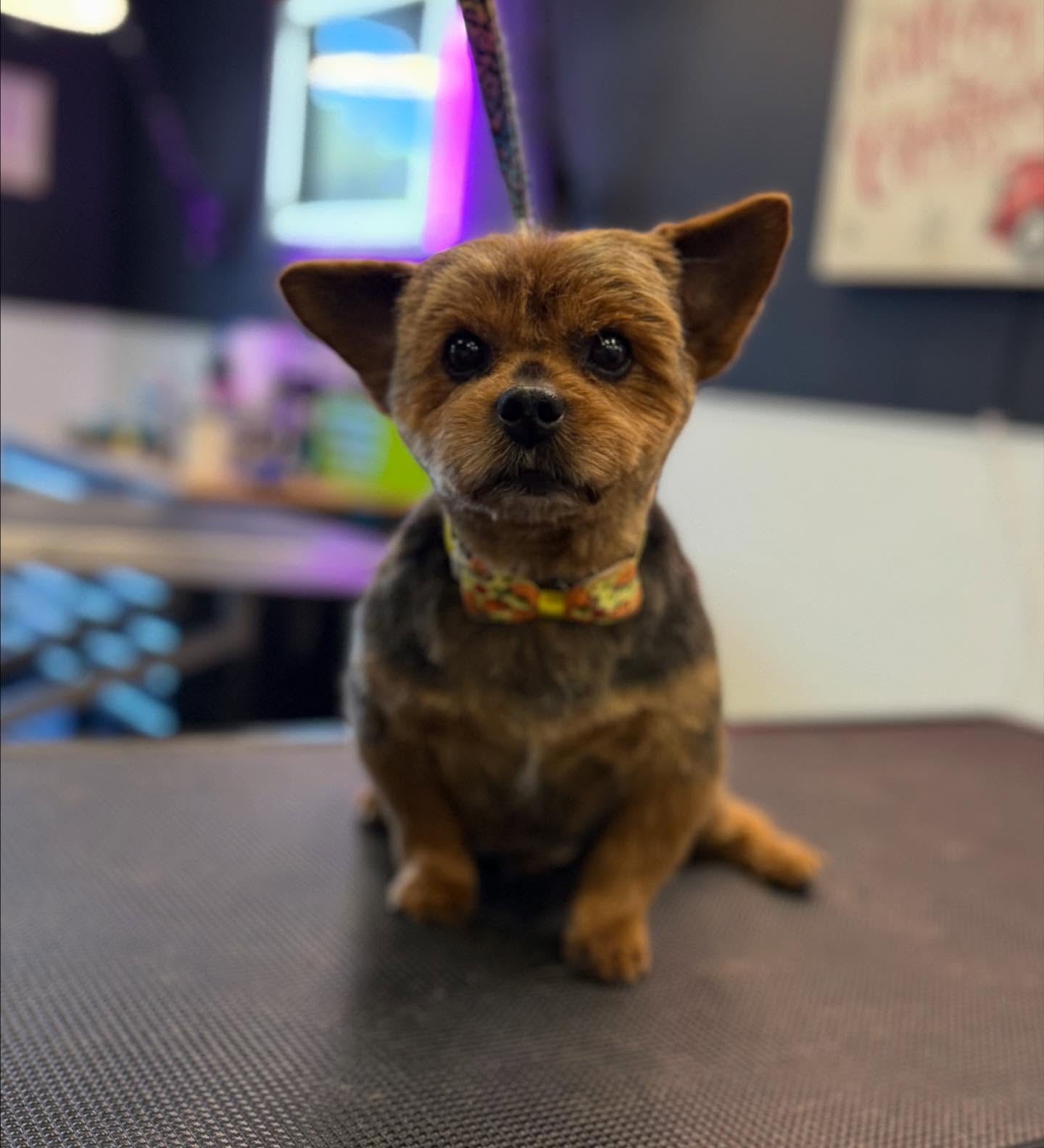 What The Pup Grooming Forked River