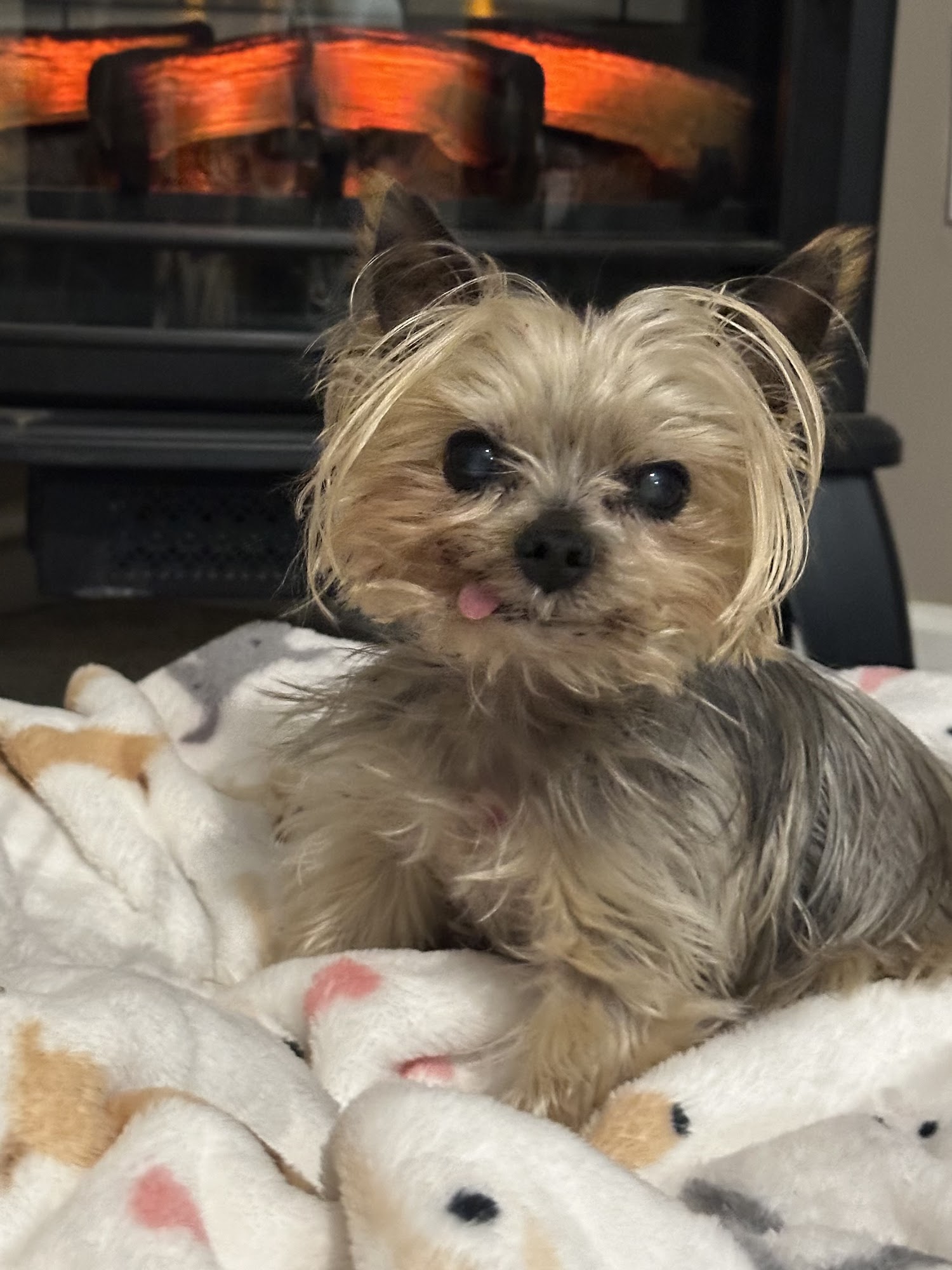 Pinelands Veterinary Hospital Forked River