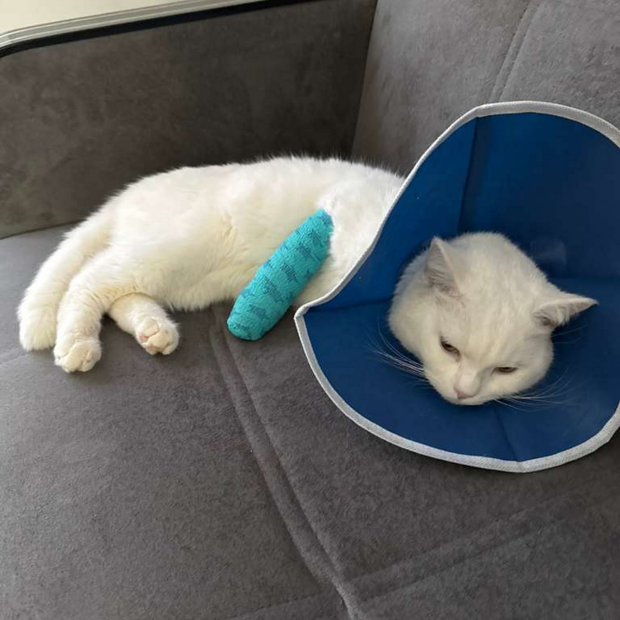 Fort Lee Animal Clinic Fort Lee