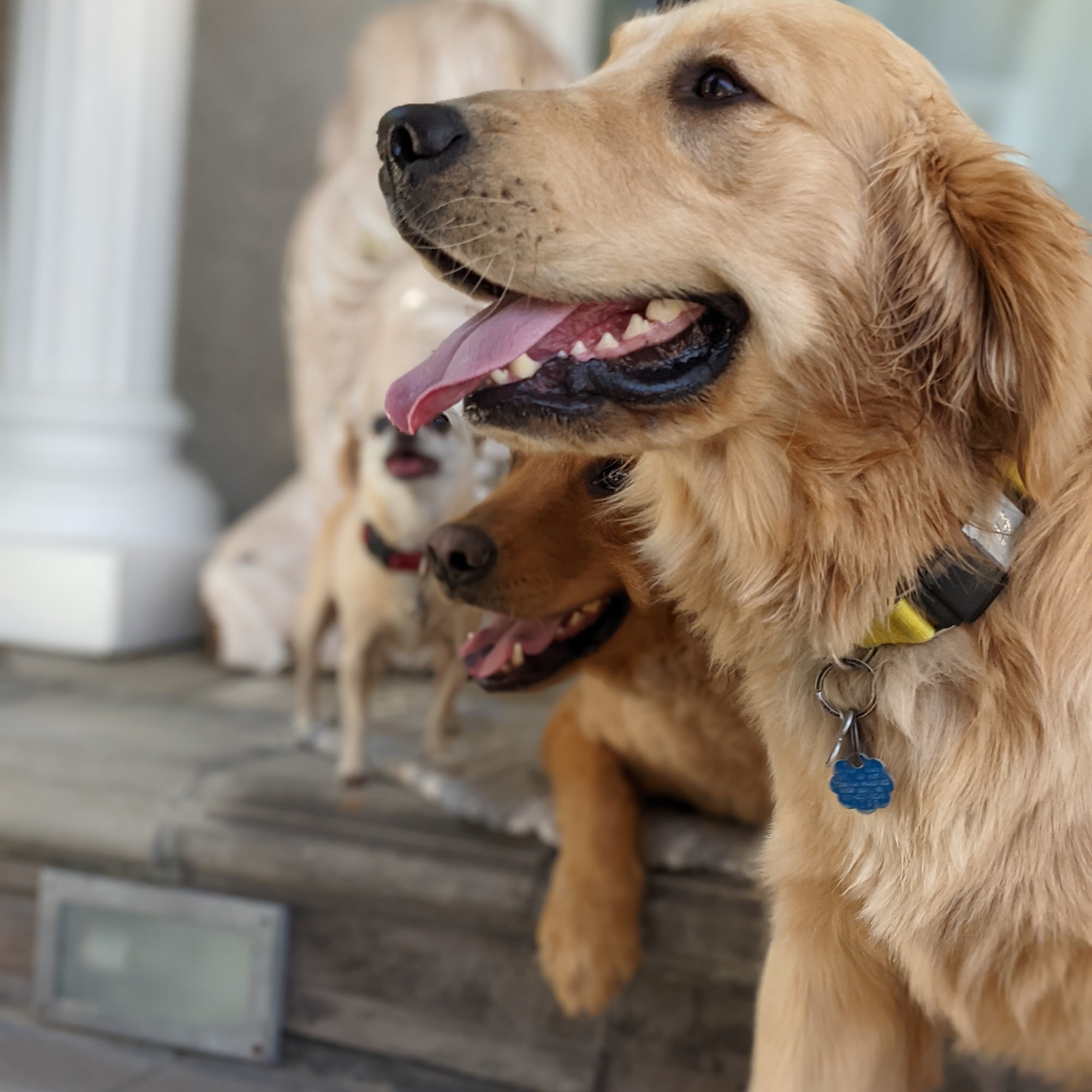 Oradell Veterinary Group of Fort Lee Fort Lee