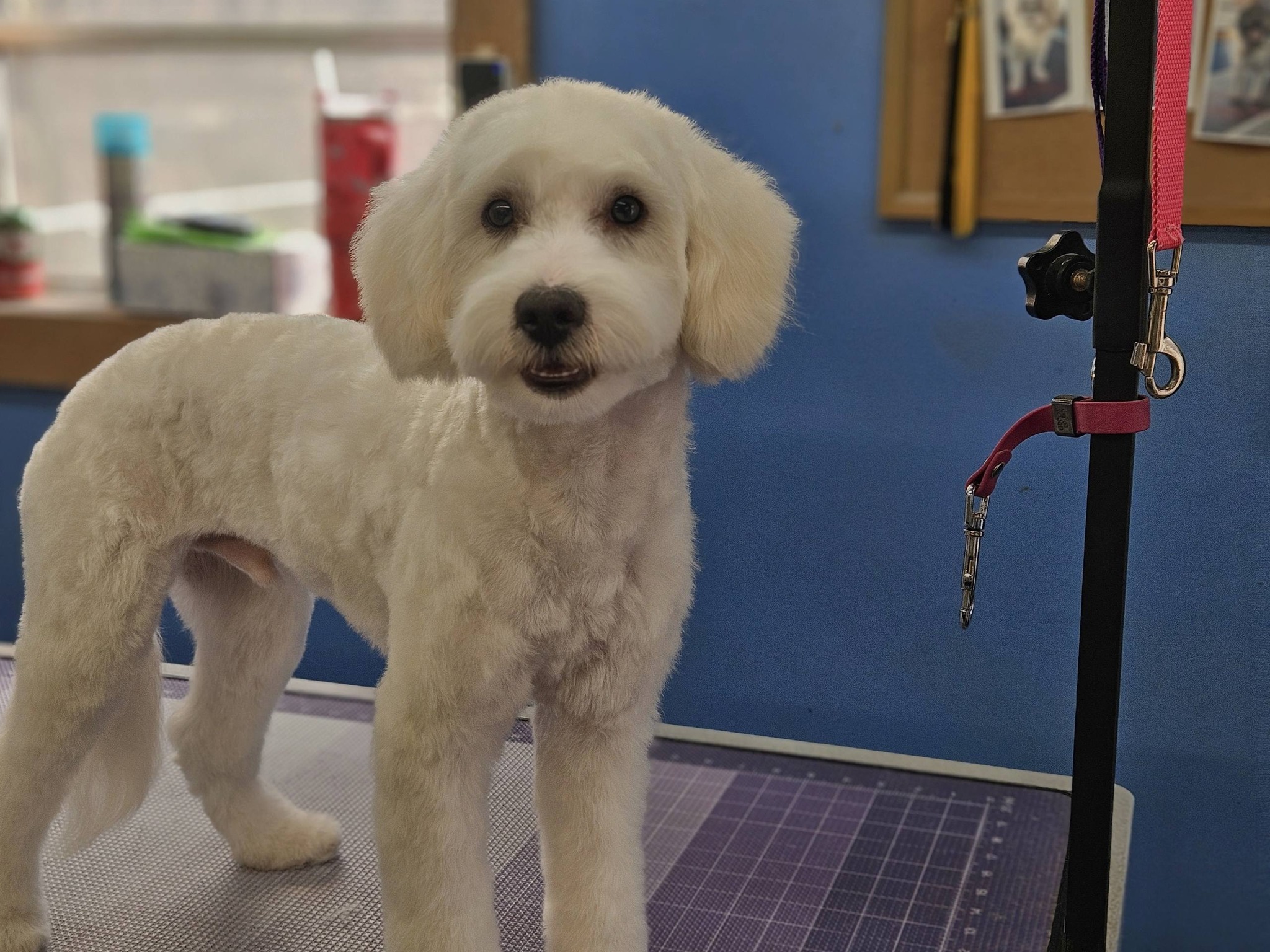 Happy Paws Grooming Fort Lee