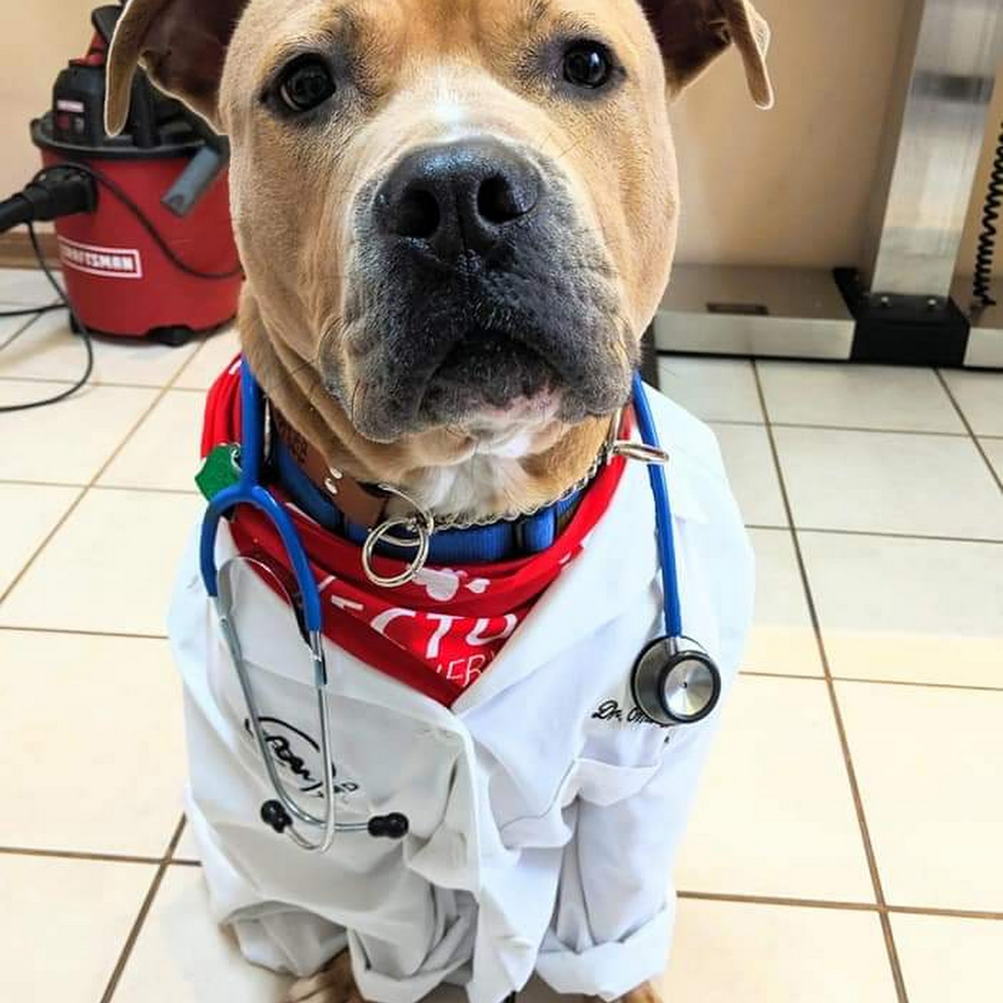 Easton Animal Clinic Franklin