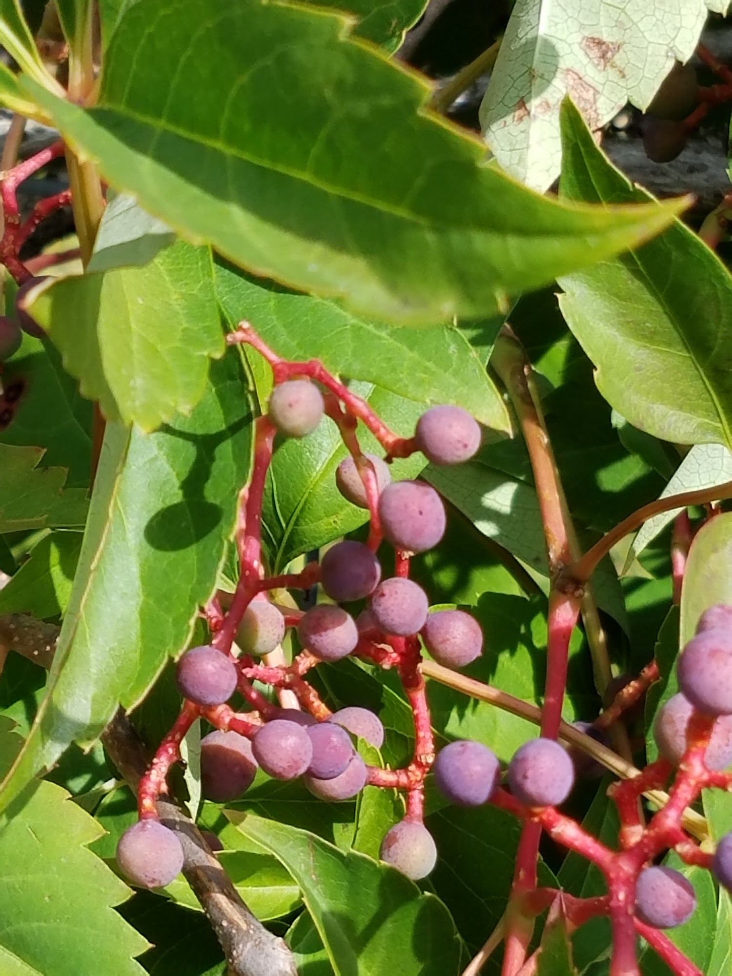 Windy Brow Farms Fredon