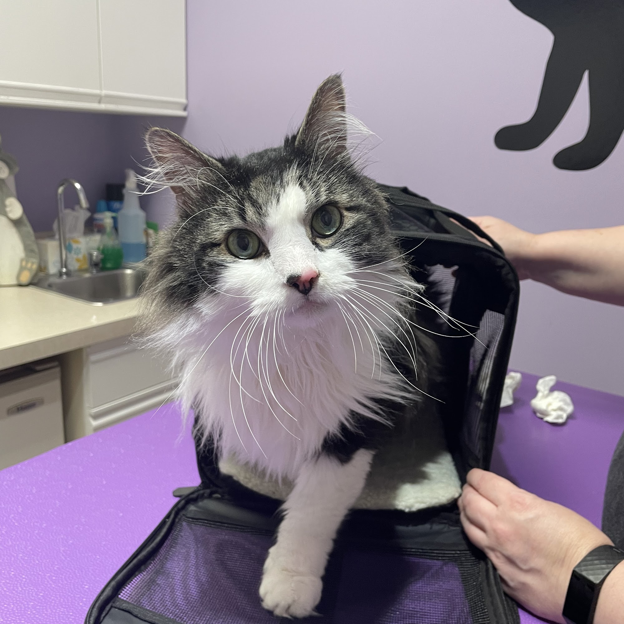 Raintree Veterinary Hospital Freehold