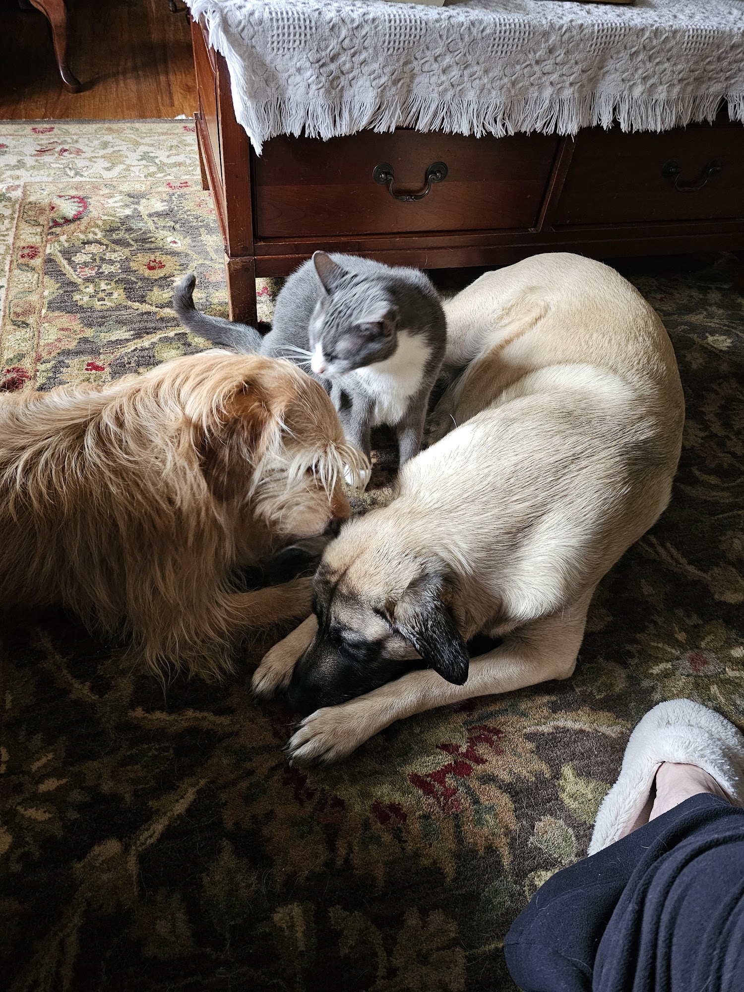 St. Francis Animal Clinic Freehold