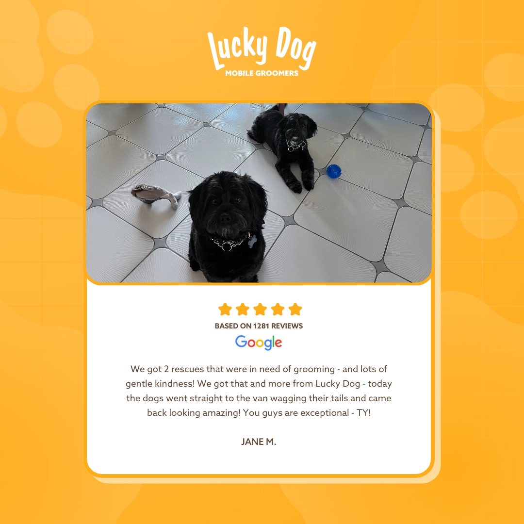 Lucky Dog Mobile Grooming Freehold
