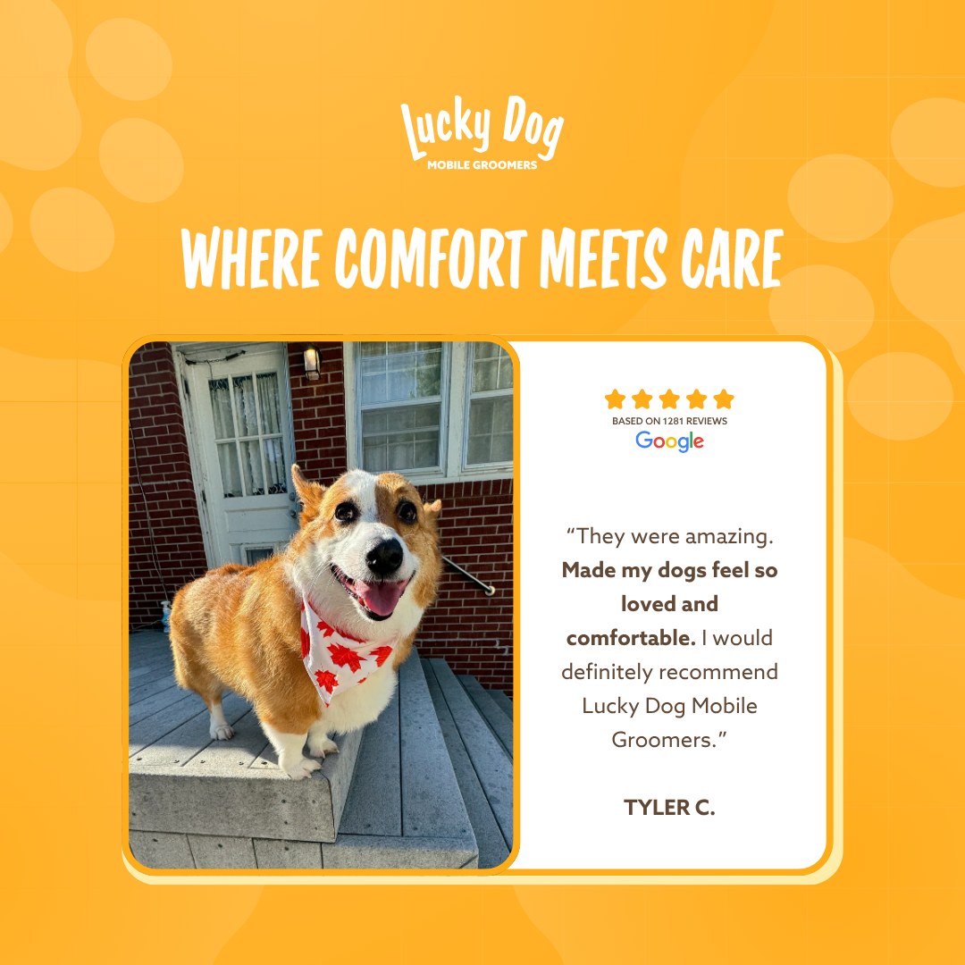 Lucky Dog Mobile Grooming Freehold