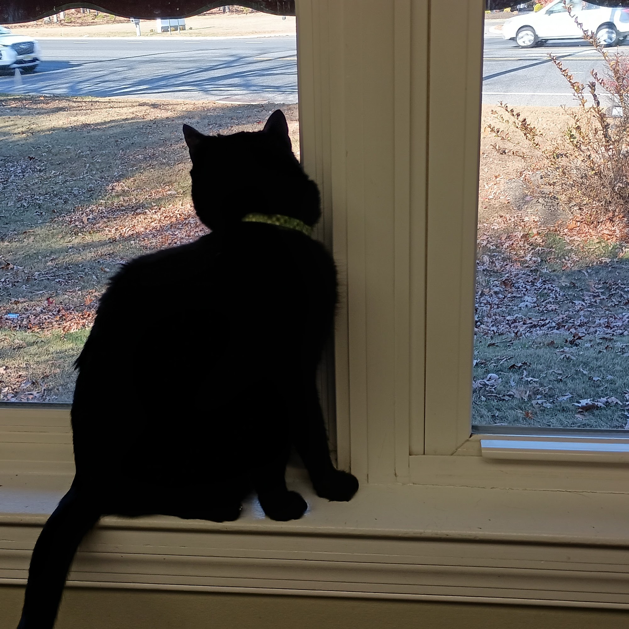 Atlantic Animal Health Center Galloway