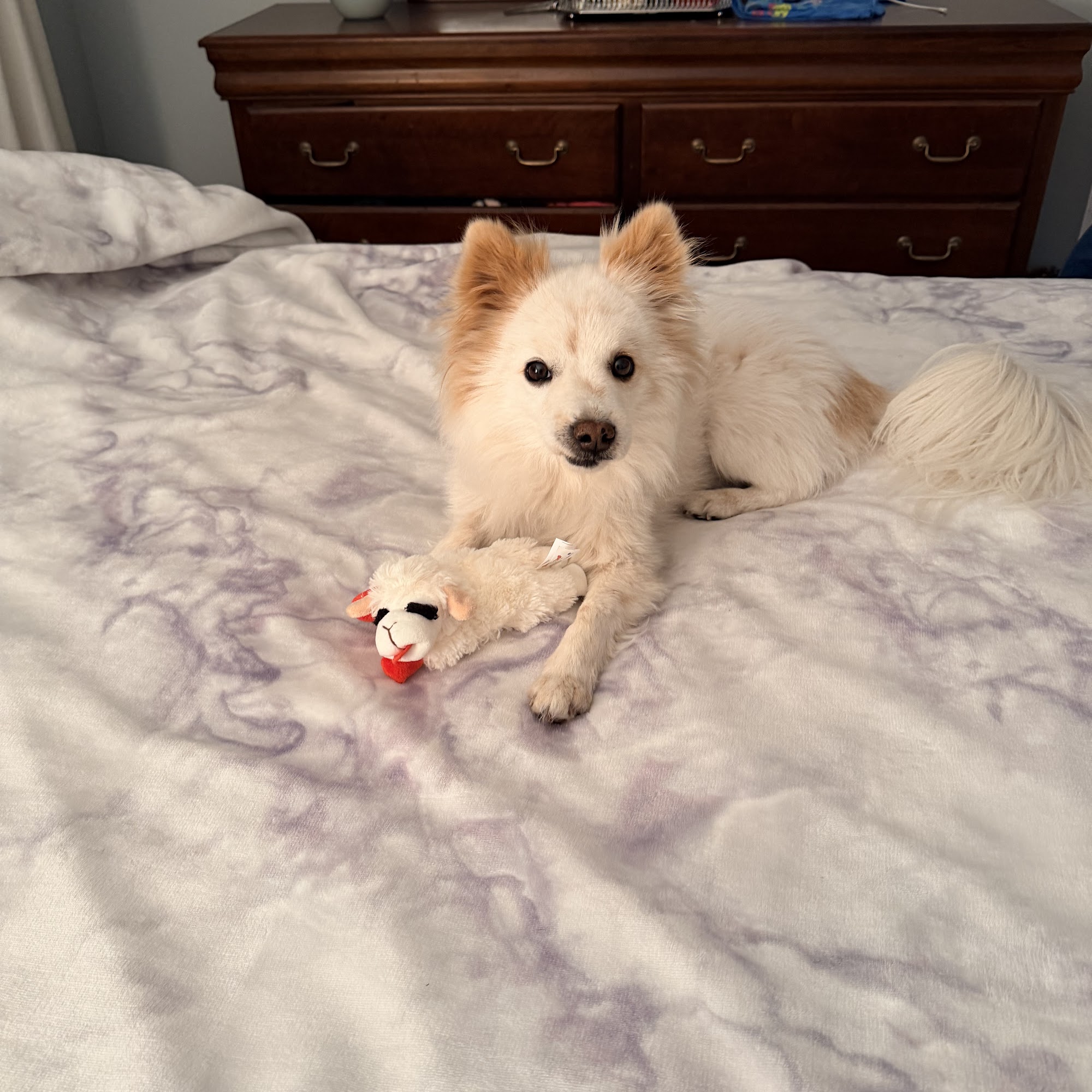 Cologne Animal Hospital Galloway