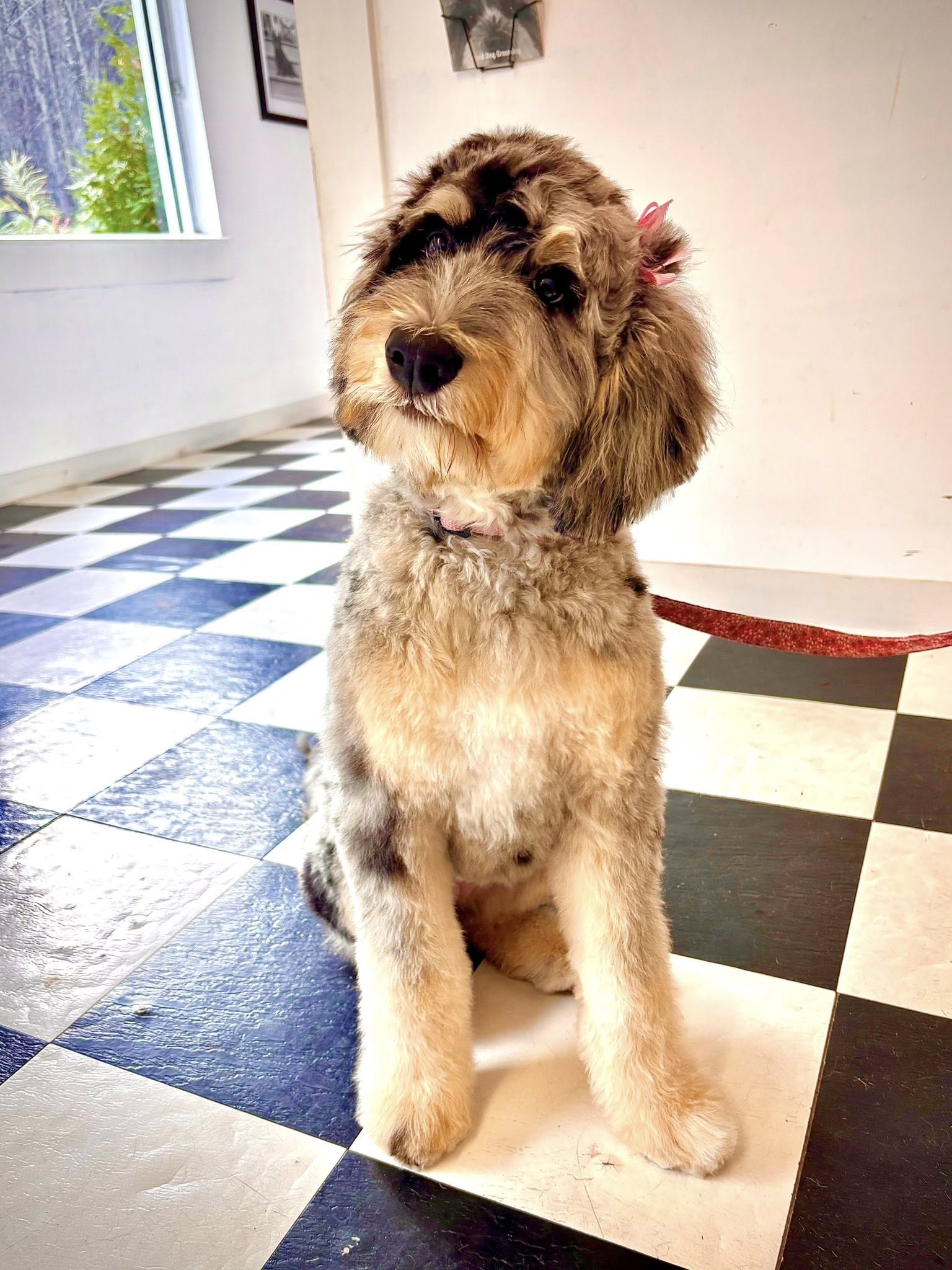 Good Dog Grooming Glen Gardner