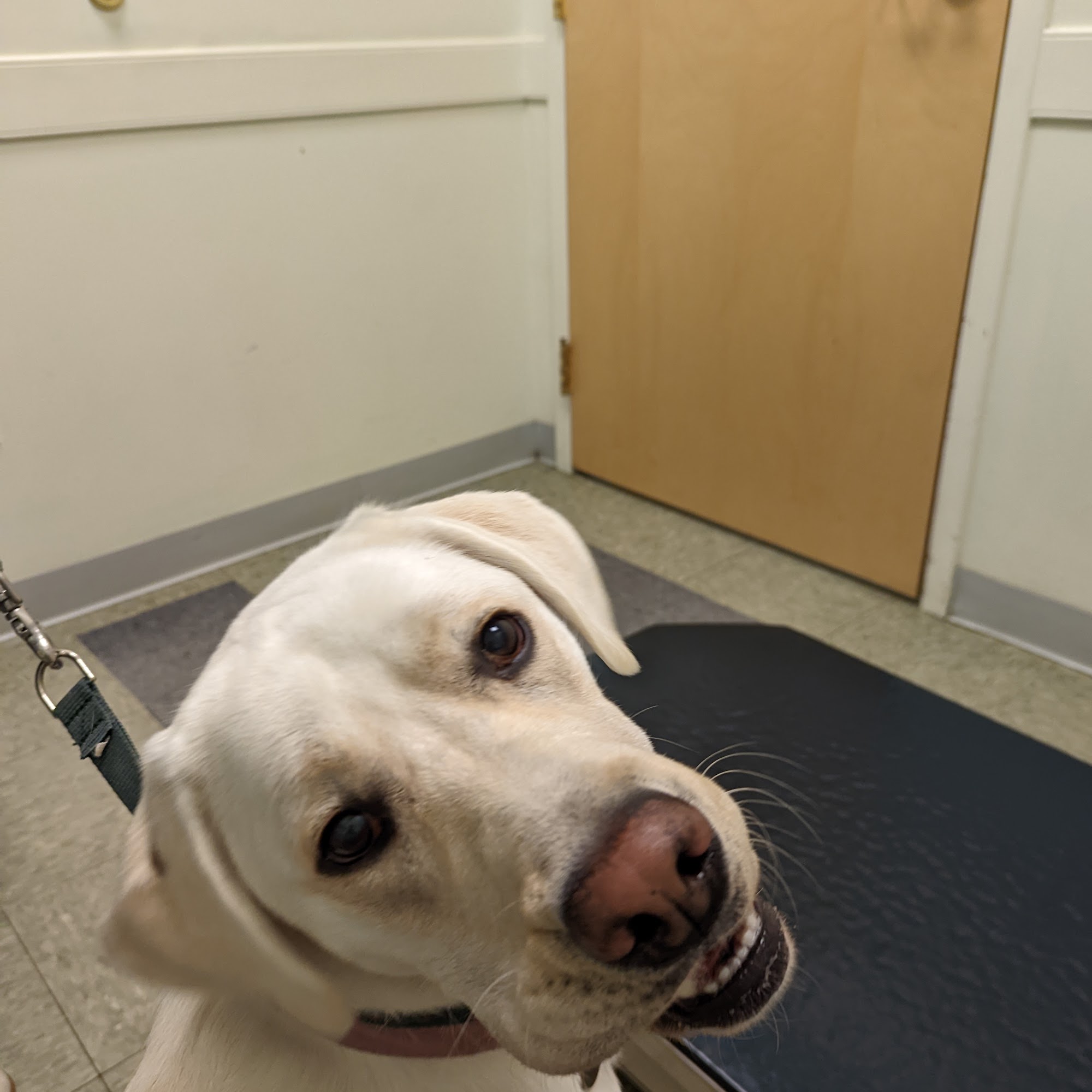 Veterinary Wellness Center of Glen Rock Glen Rock