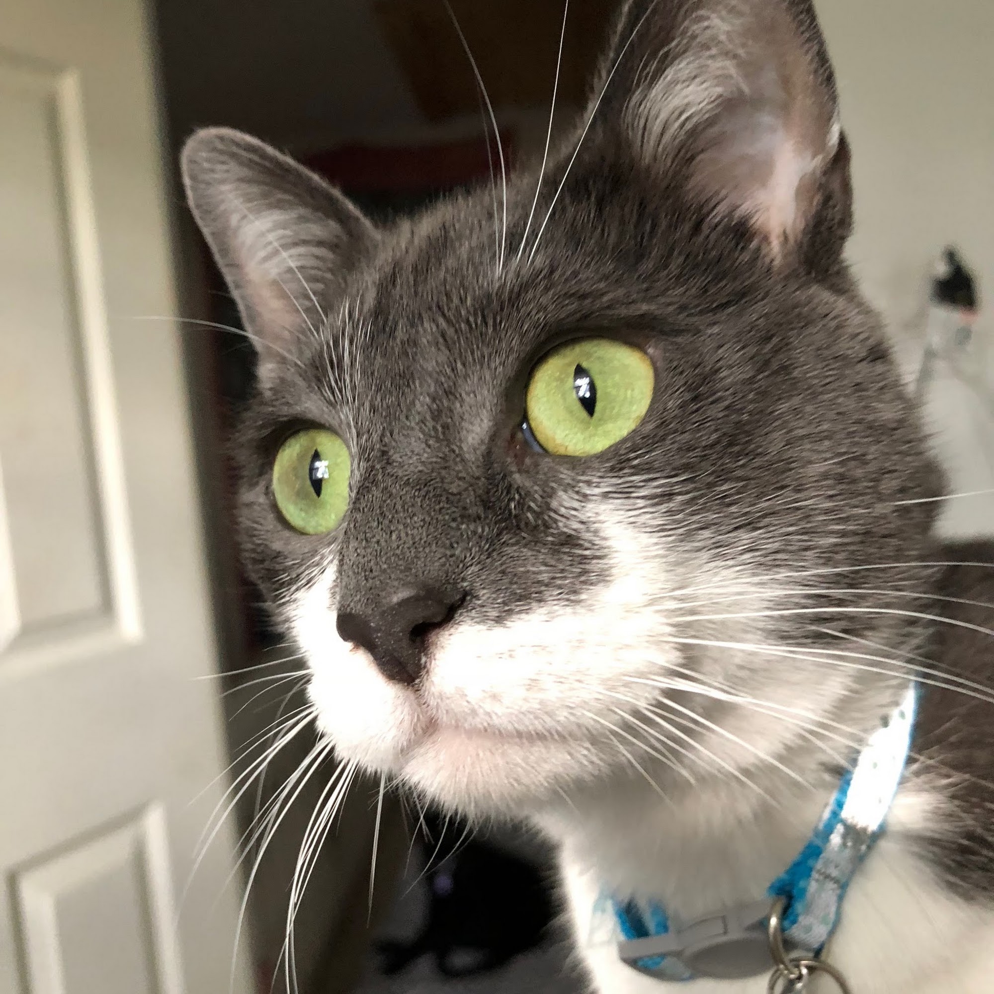 Green Brook Animal Hospital Green Brook