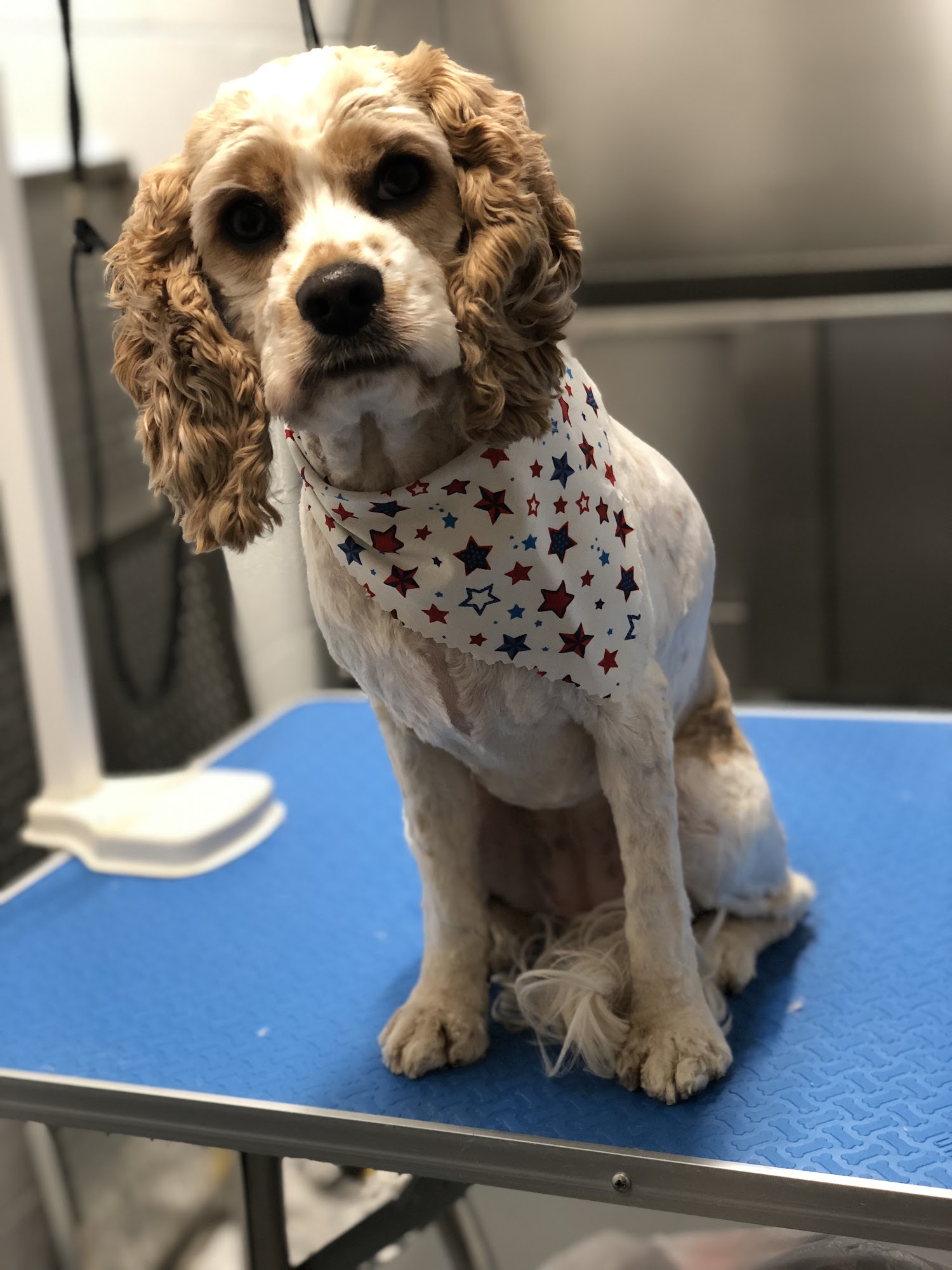 Wigglebutt Dog Grooming Green Brook