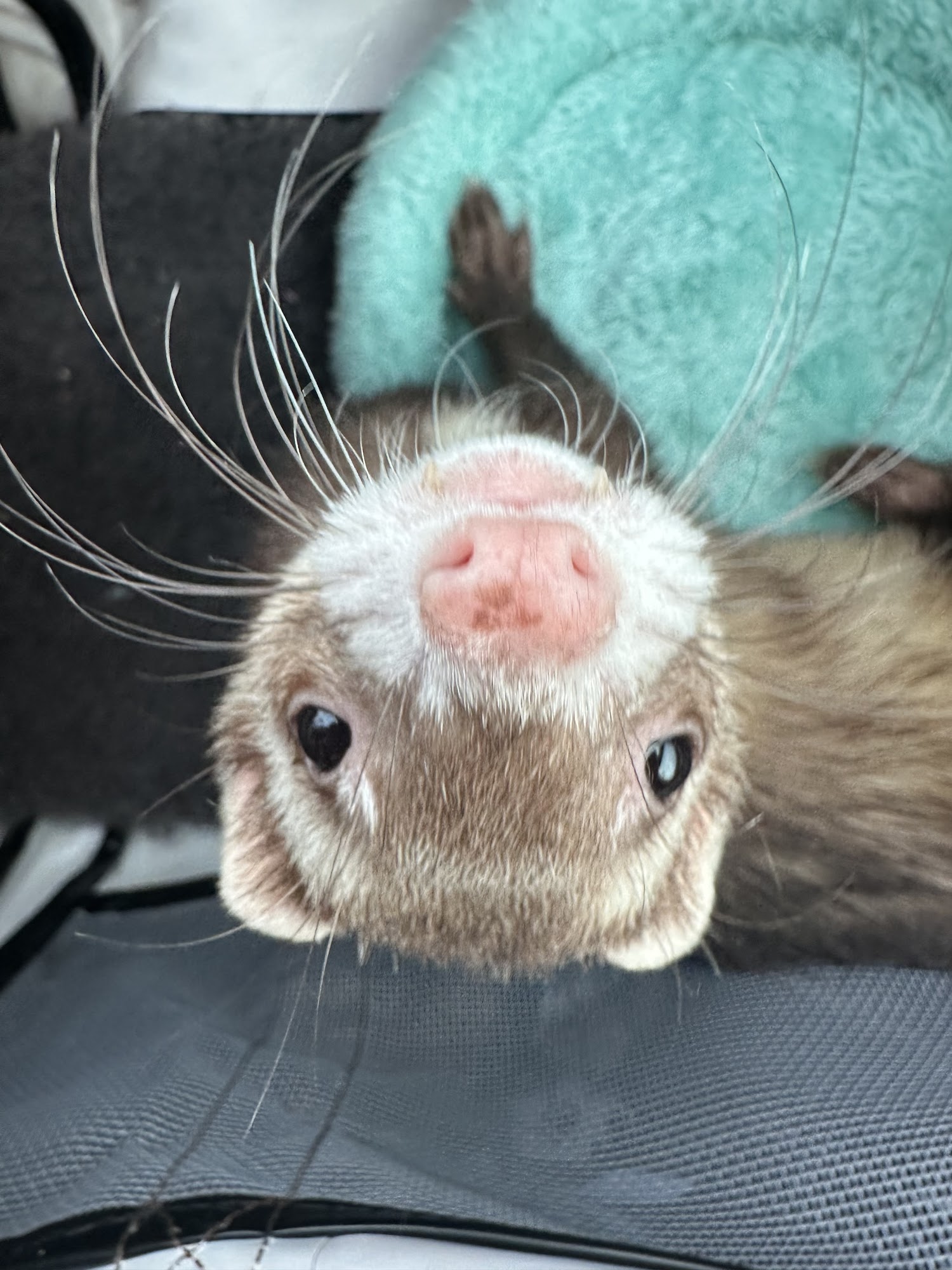 Kimberlys Pampered Pets Hackensack