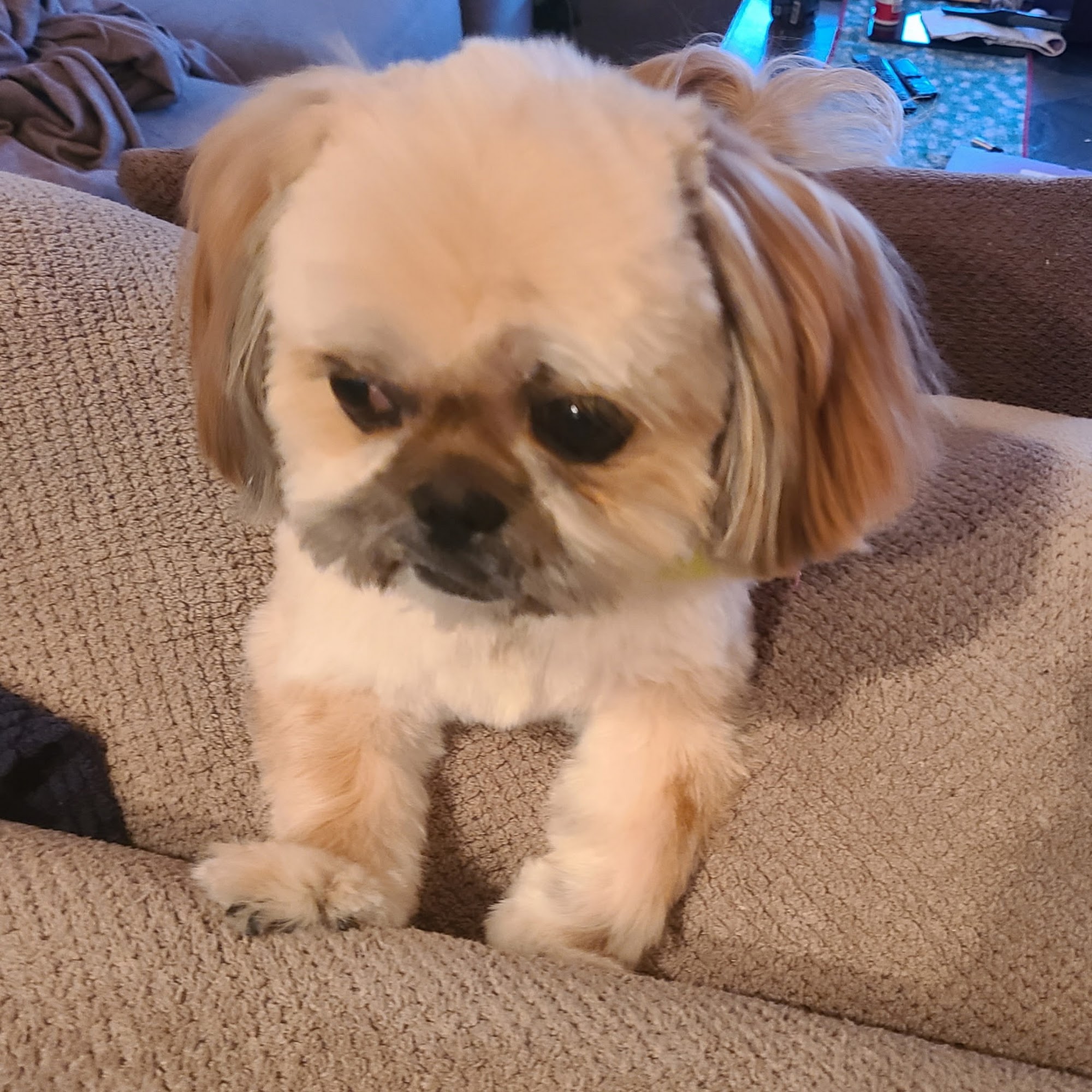 Kimberlys Pampered Pets Hackensack