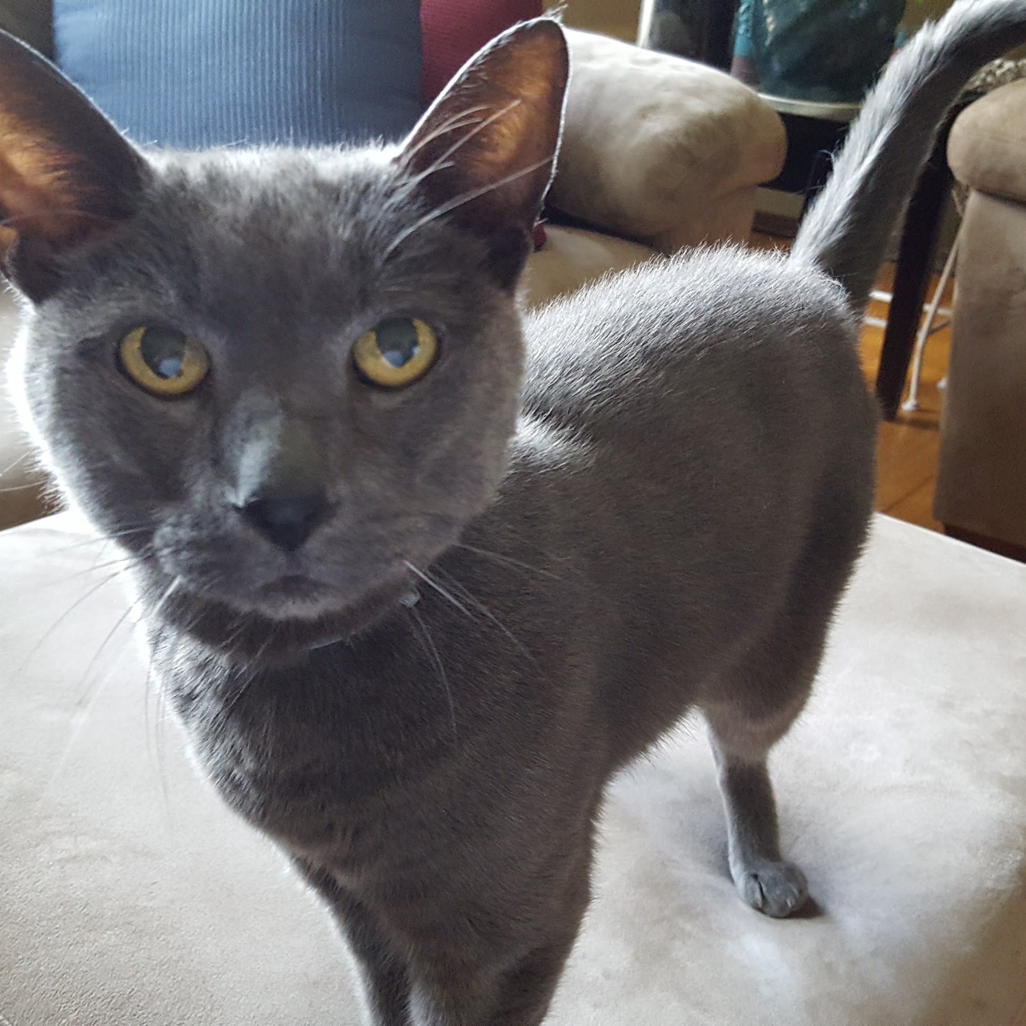 Budd Lake Animal Hospital Hackettstown