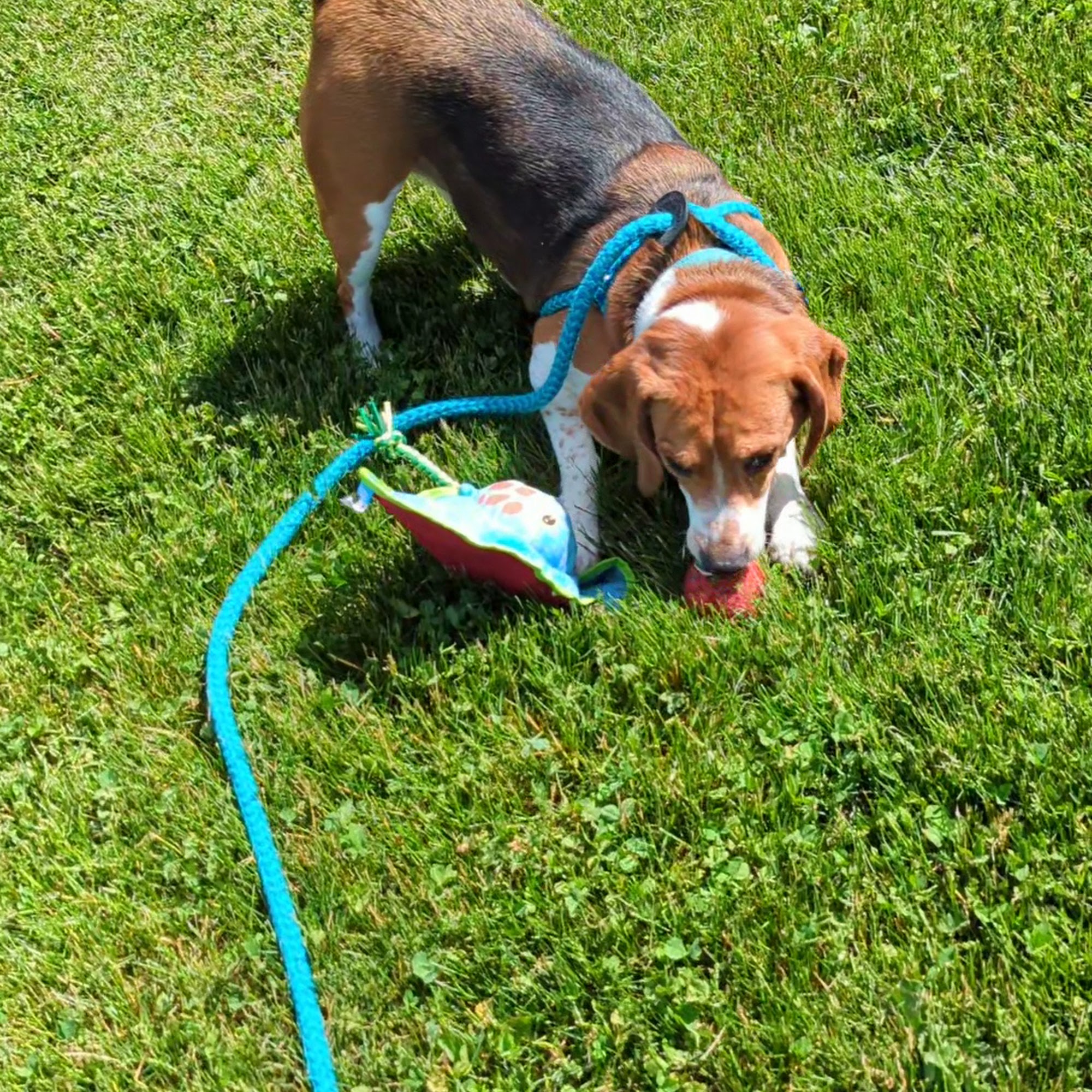 Happy Tails Inn Hackettstown