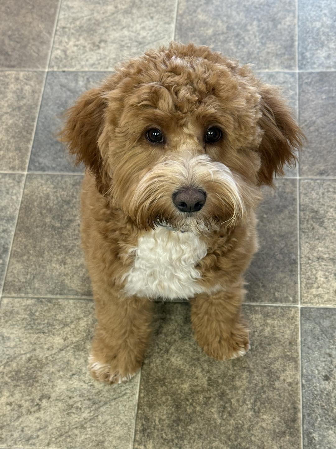 Country Dog Grooming Salon Hackettstown