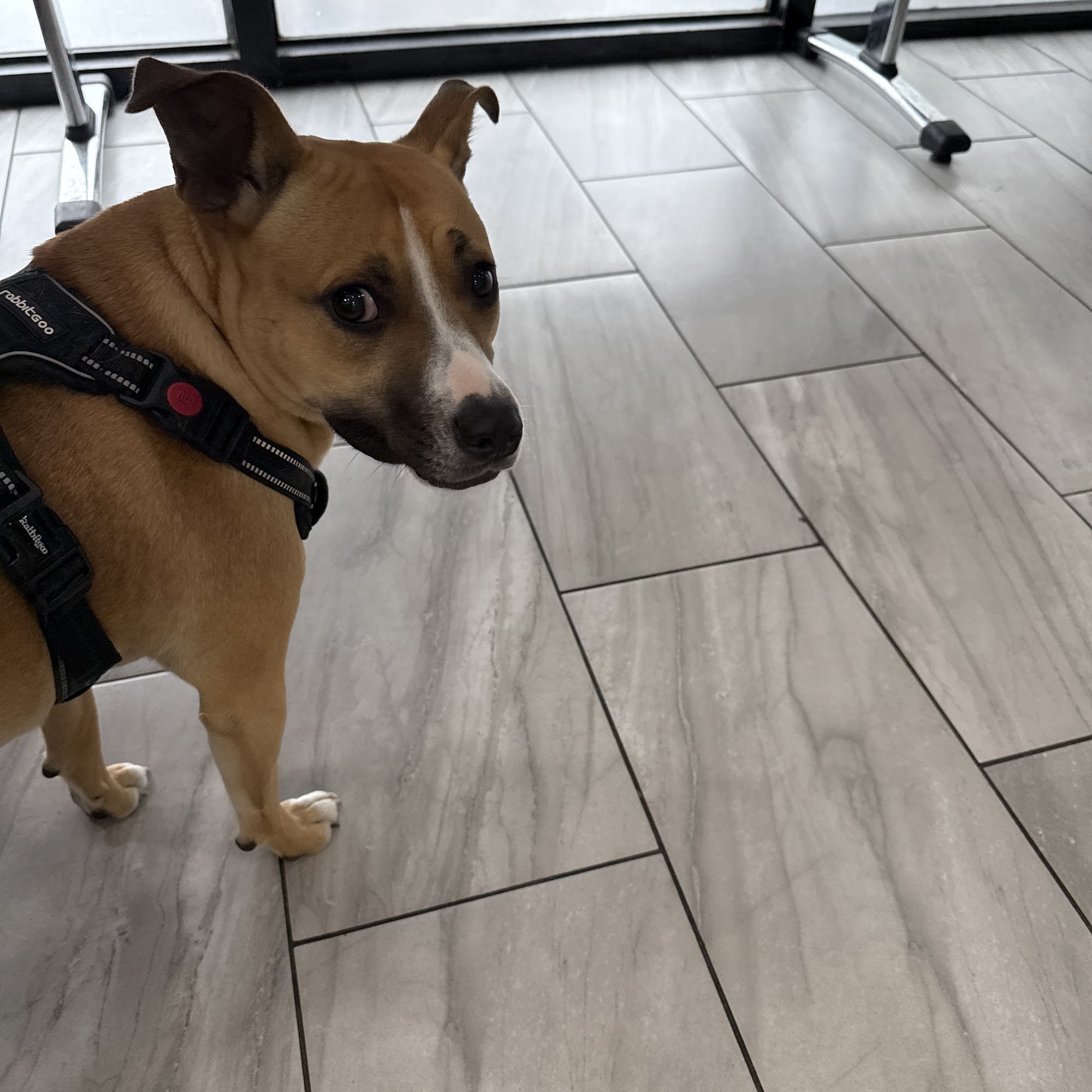 Animals First + Veterinary Hospital & Urgent Care Haddon