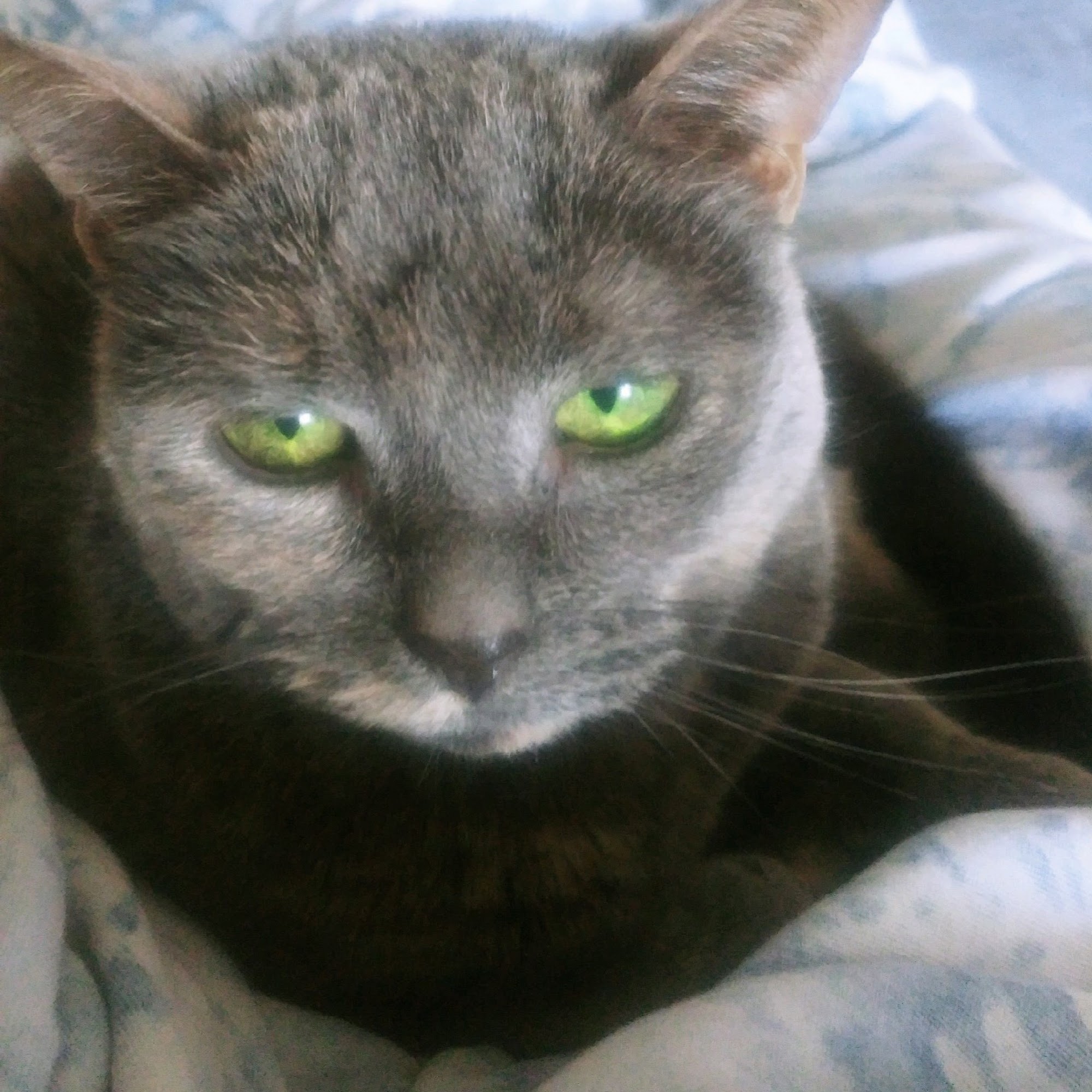 Creek's Edge Animal Hospital Hainesport