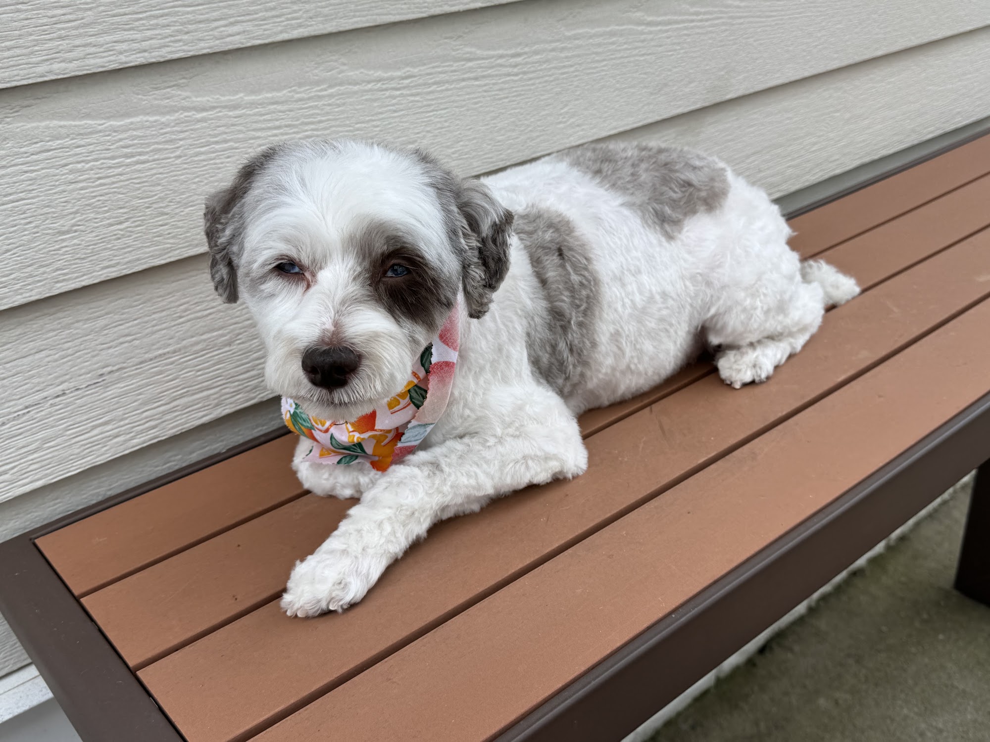 Pets In Paradise Hamilton