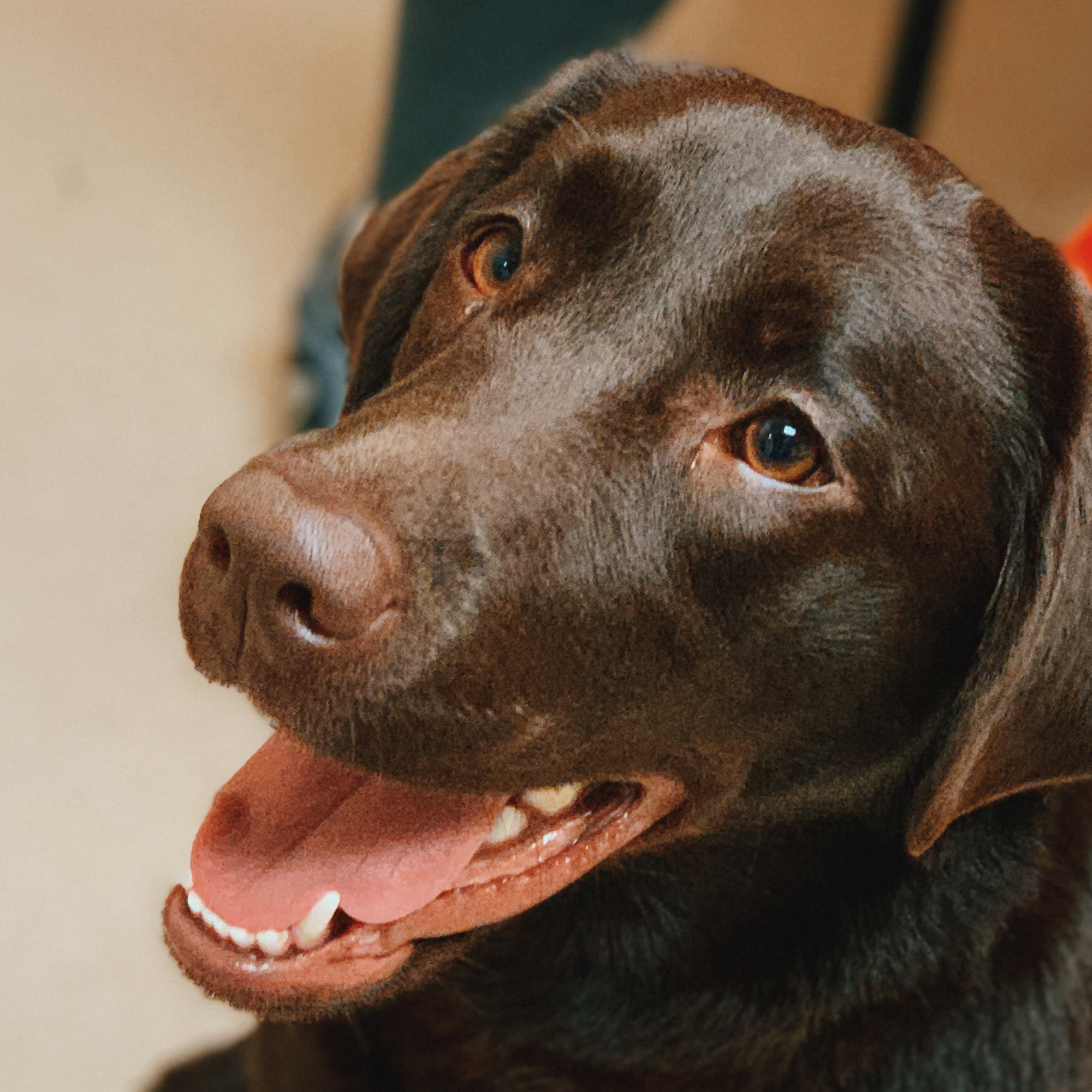 Deerwood Animal Hospital Hamilton