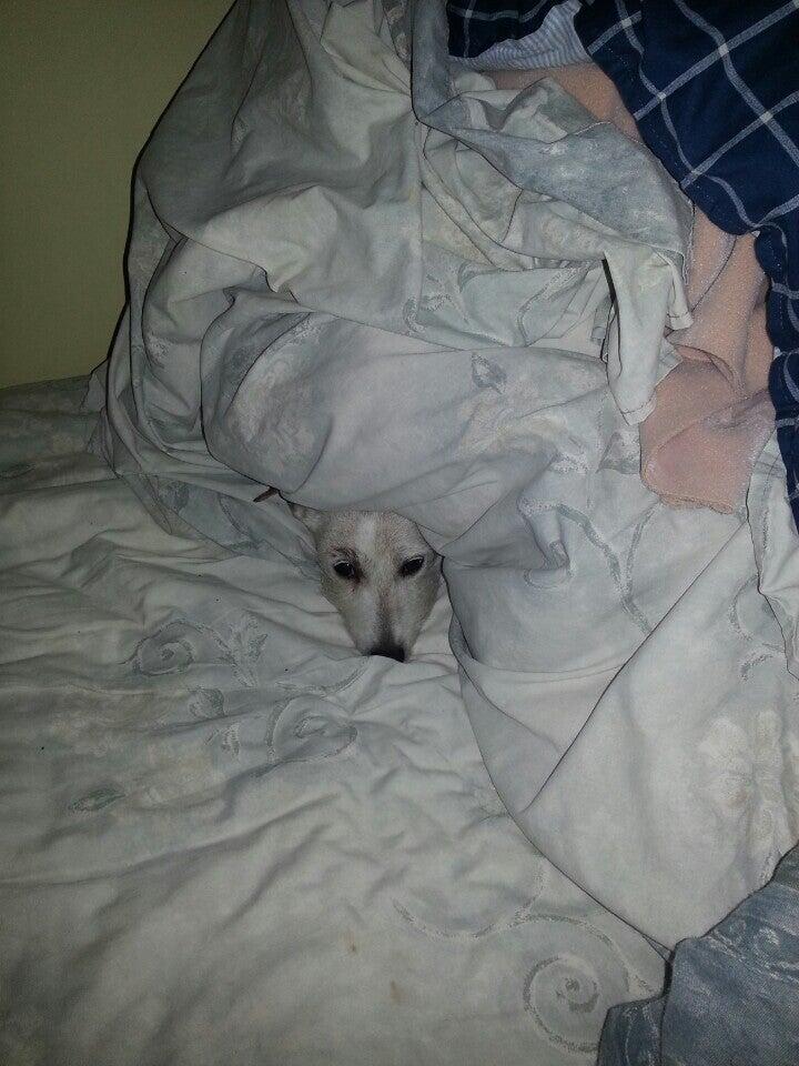 Yardville Animal Hospital Hamilton