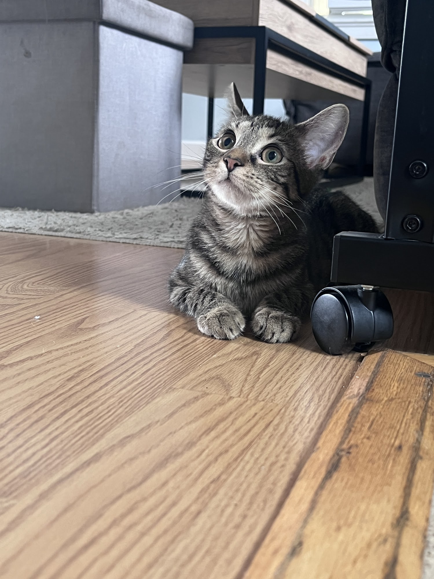 Hamilton Township Animal Shelter and Adoption Center Hamilton