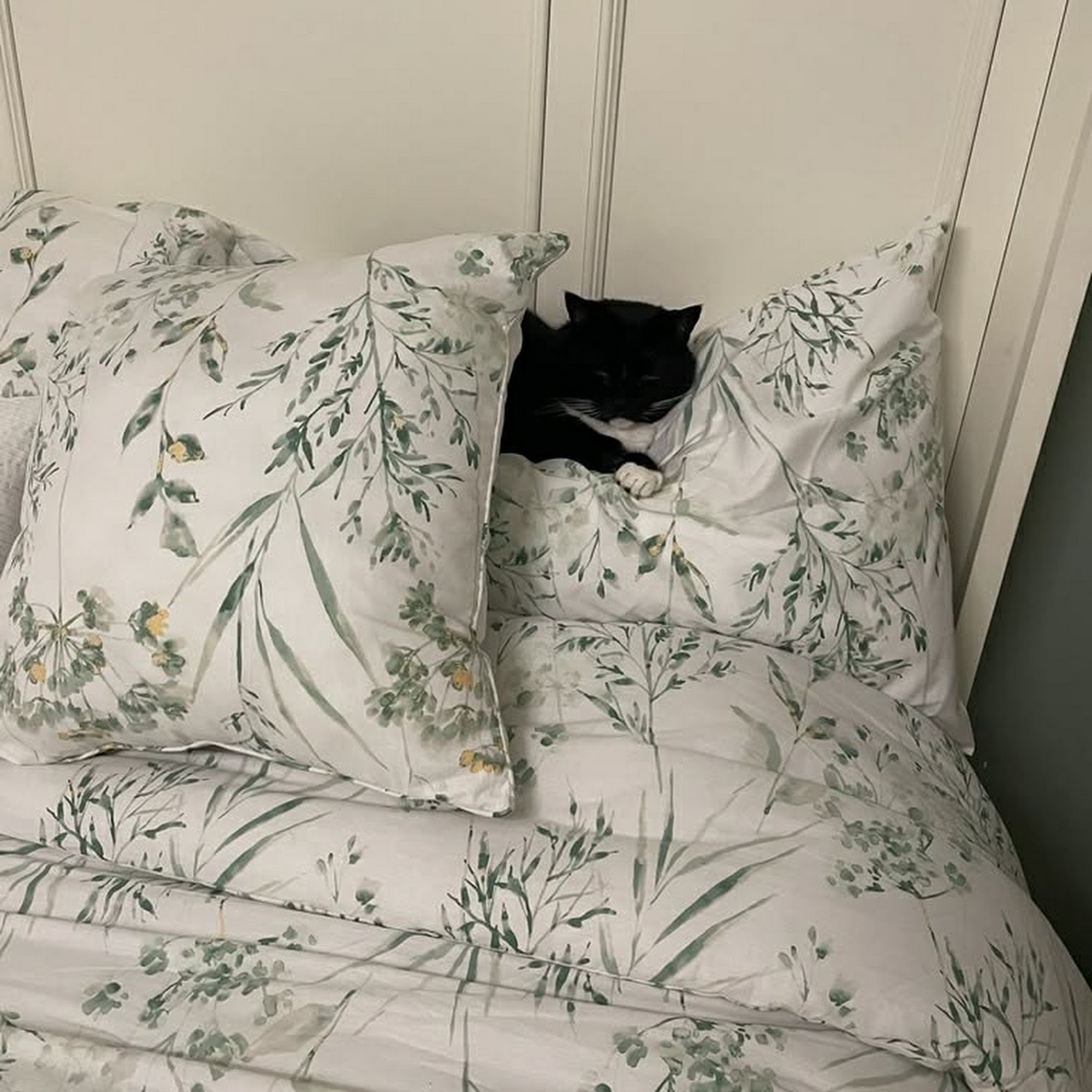 Animal Clinic of Hammonton Hammonton