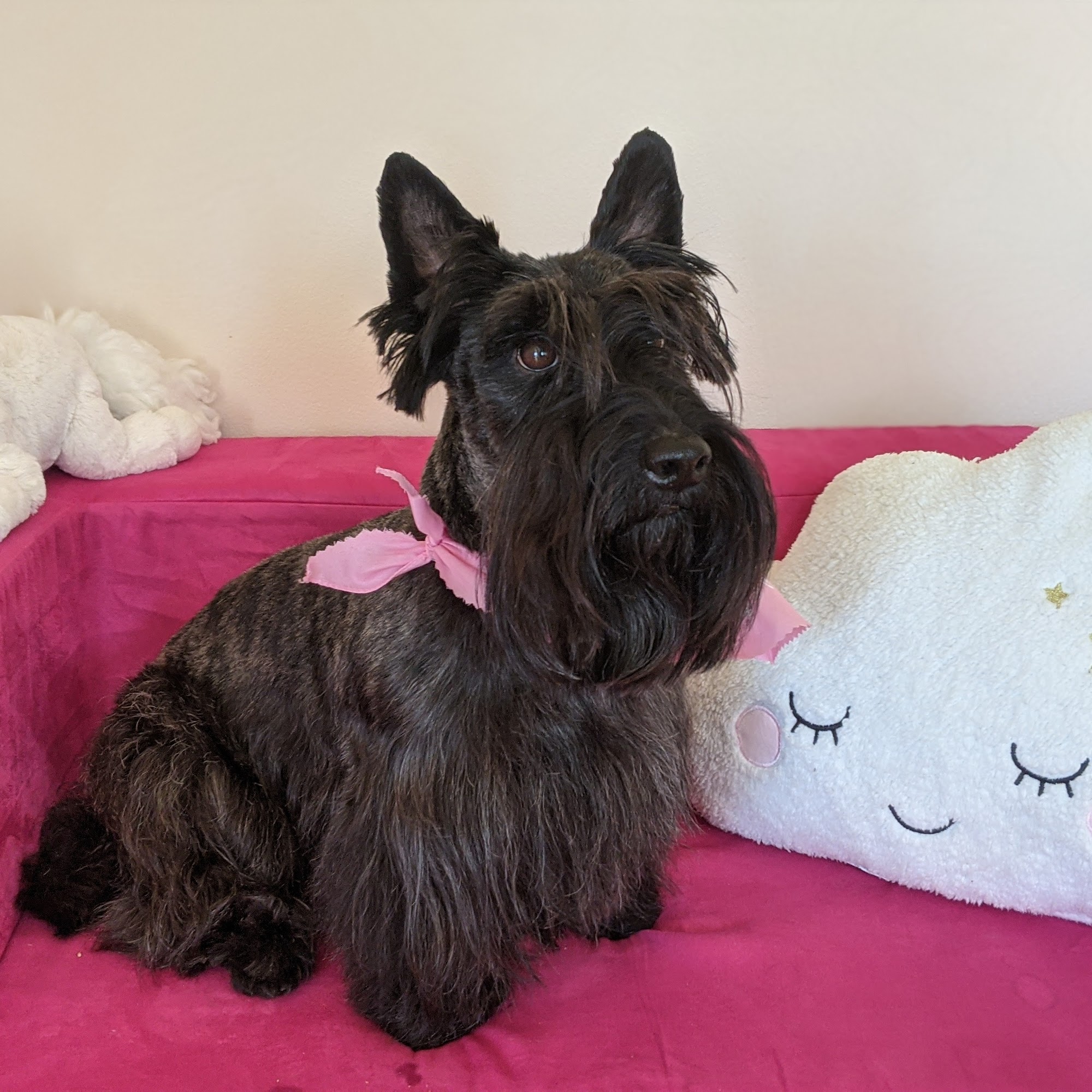 Mimi's VIP Pet Salon & Boutique Hasbrouck Heights