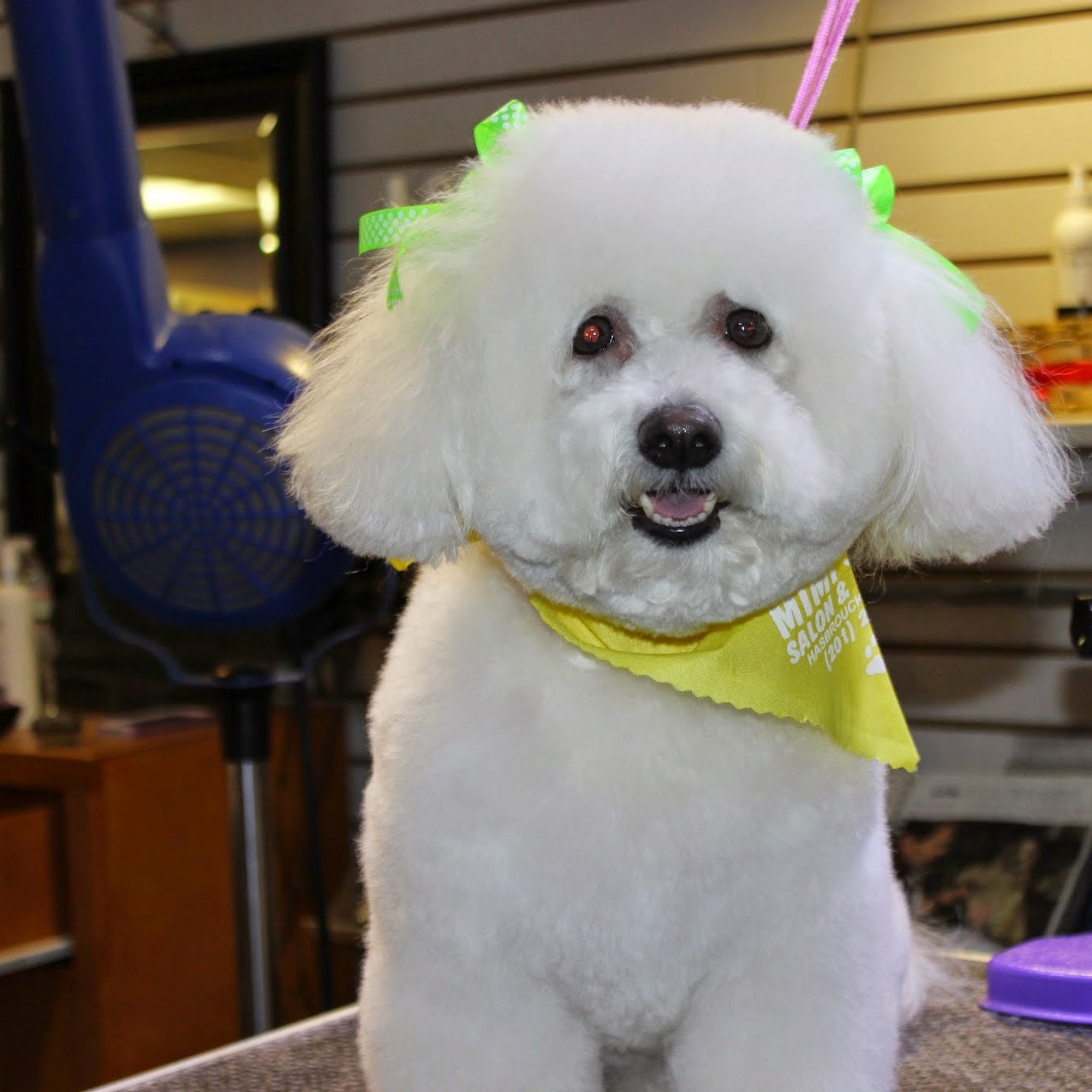 Mimi's VIP Pet Salon & Boutique Hasbrouck Heights