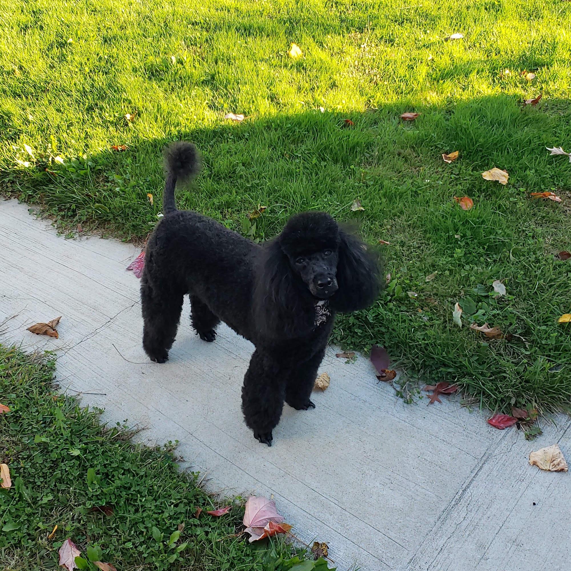Bark Bath & Beyond Hawthorne