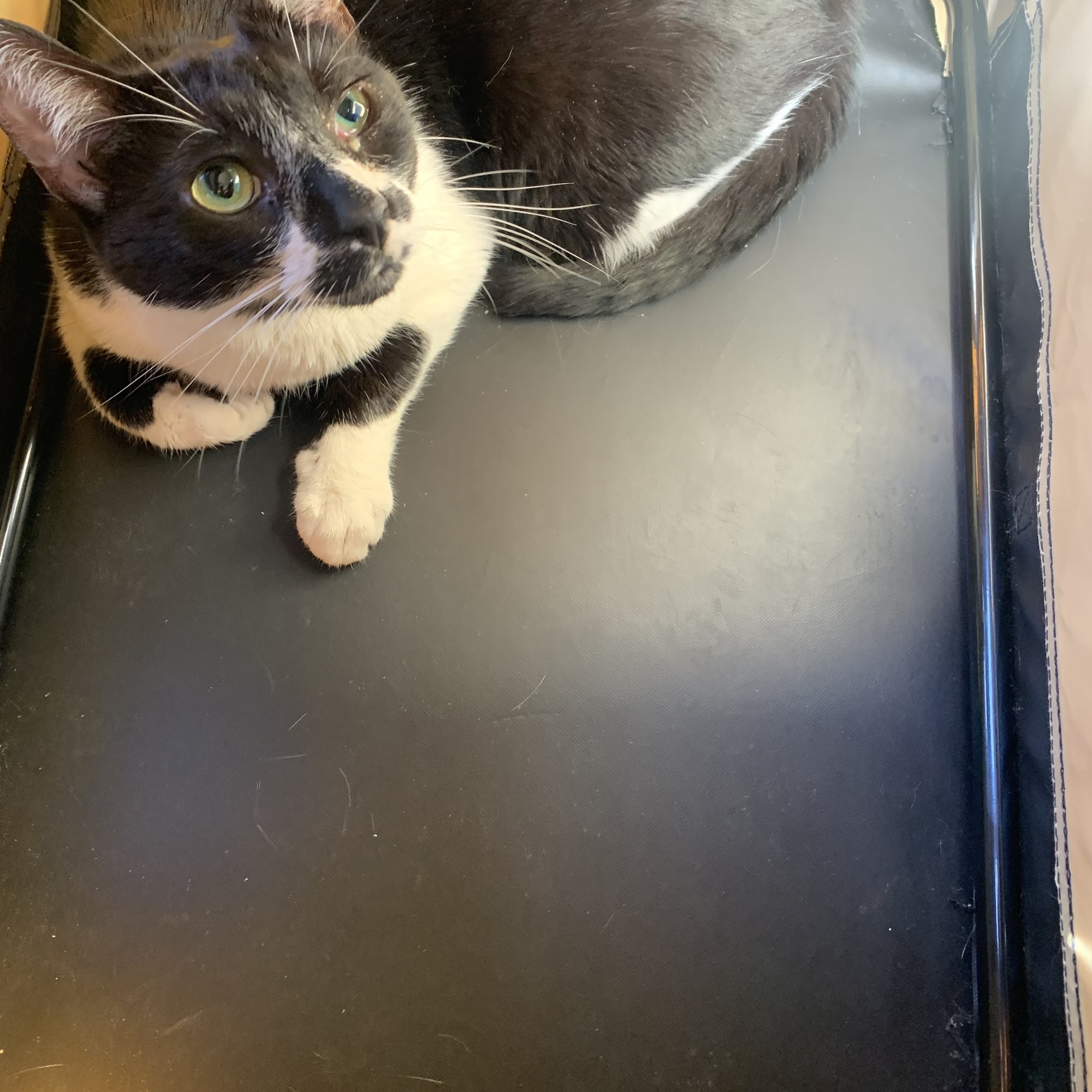 East Windsor Animal Hospital Hightstown