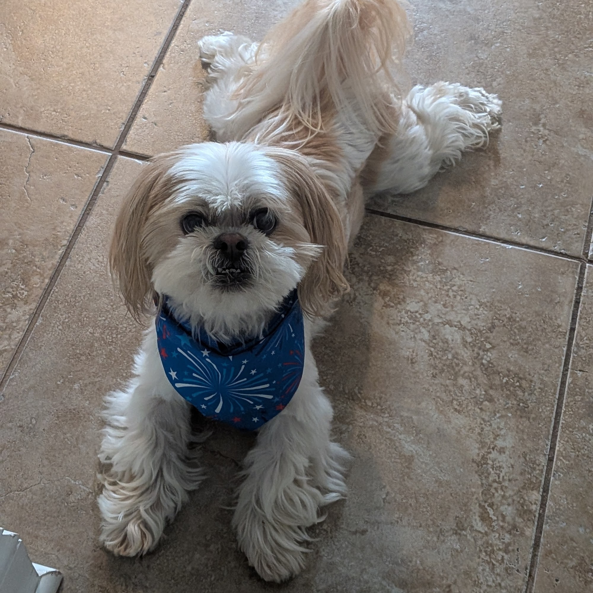 Wood "Ruff" Pet Sitting Hillsborough